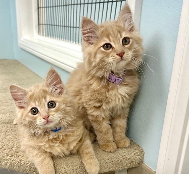 Enlarge Luke, a Adopted Domestic Medium Hair in West Hills, CA image 2/3