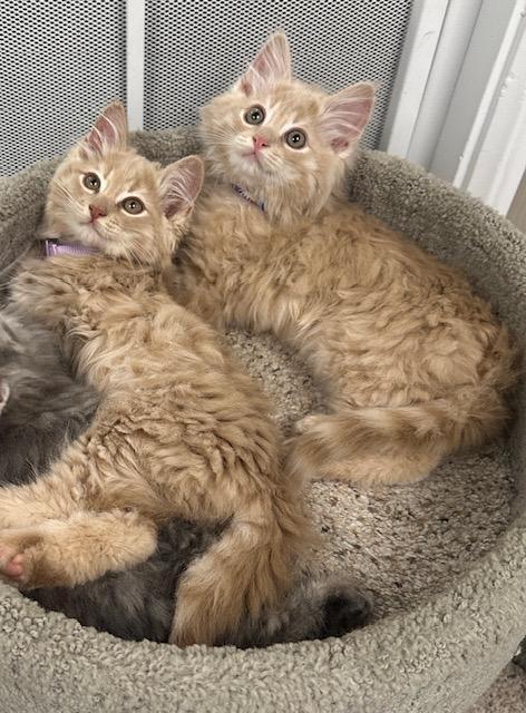 Enlarge Luke, a Adopted Domestic Medium Hair in West Hills, CA image 3/3