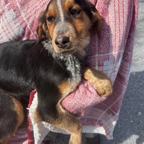 Dove Oiseau — thumbnail 2