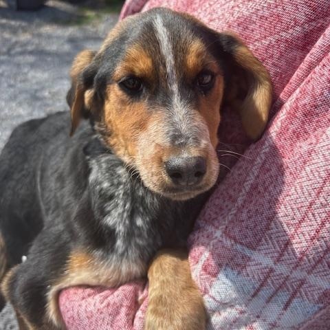 Dove Oiseau — thumbnail 3