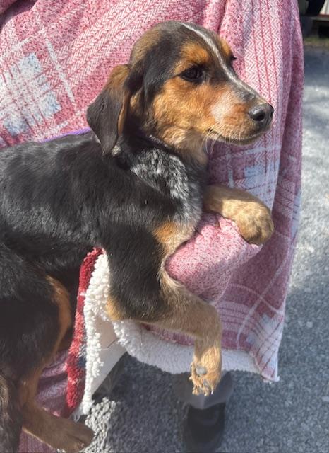 Dove Oiseau — thumbnail 4