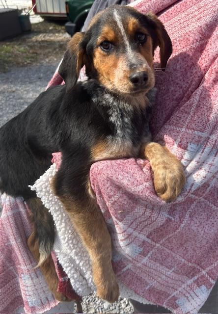 Dove Oiseau — thumbnail 5