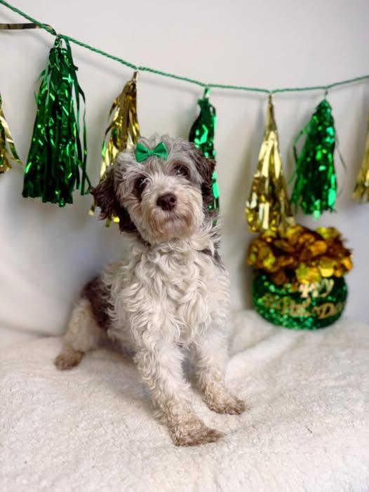 Dixie, ADOPTABLE, Adult Female Aussiedoodle.