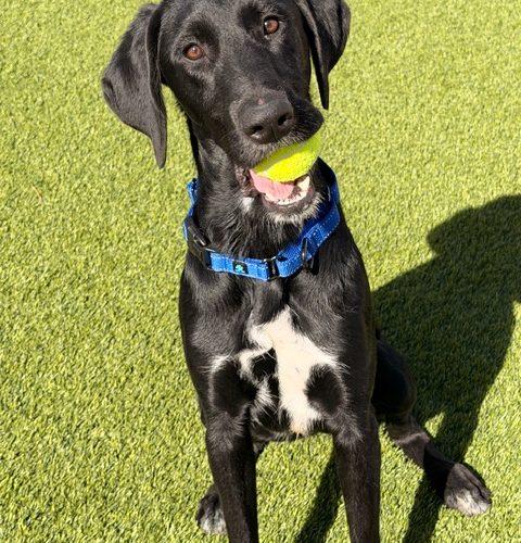 Enlarge Jasper, a Adoptable mixed breed in Henderson, NV image 5/5