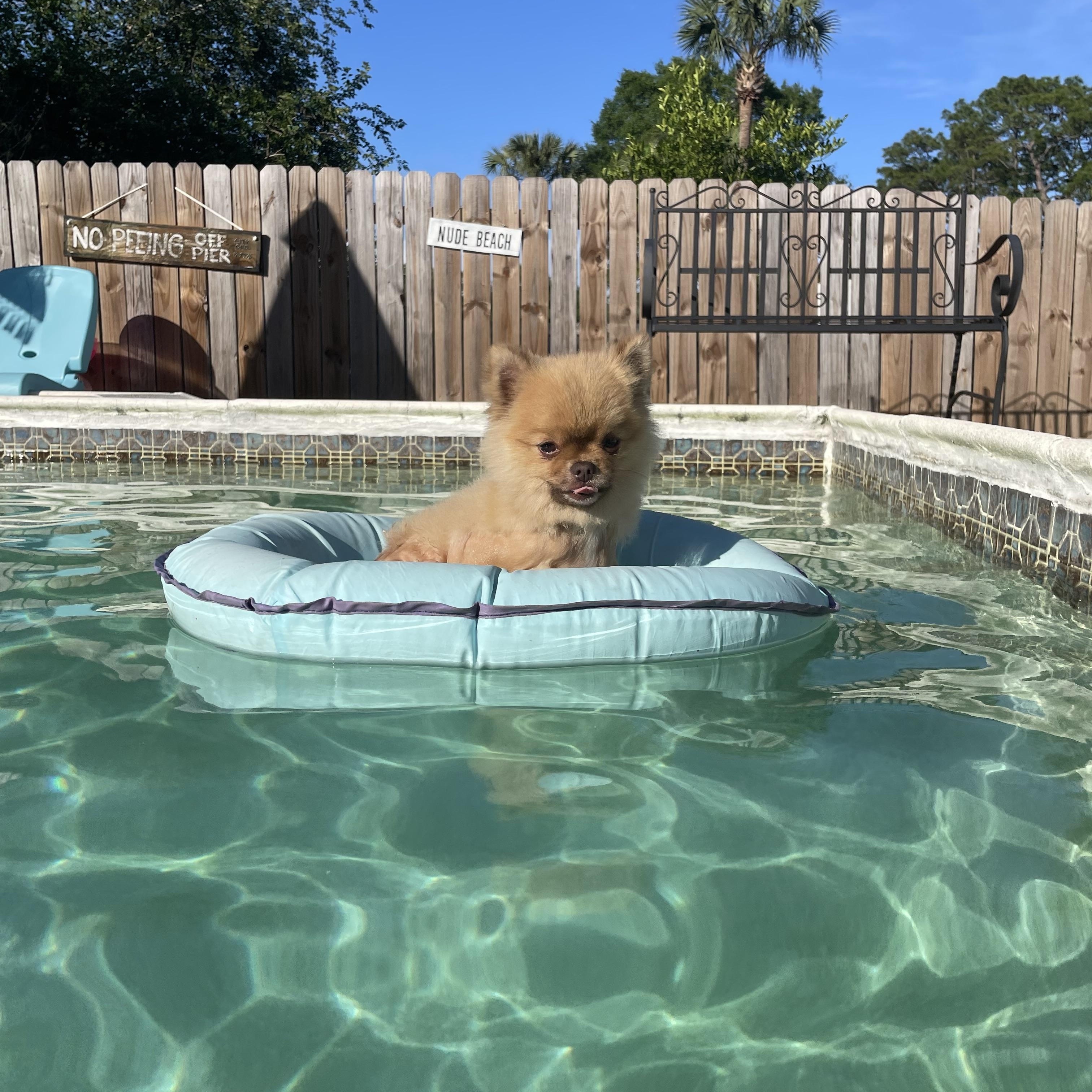 Chewie, a ADOPTABLE Pomeranian in Navarre, FL image 2/3