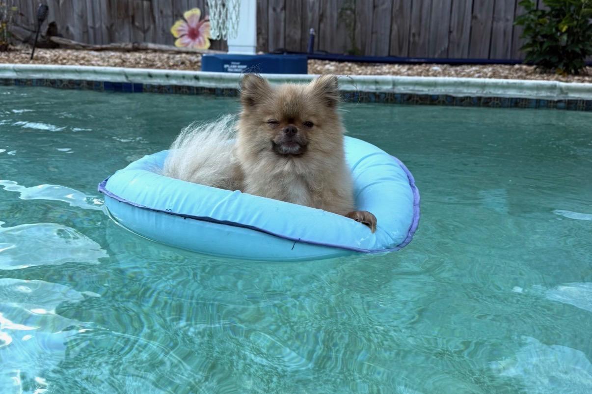 Chewie, a ADOPTABLE Pomeranian in Navarre, FL image 3/3