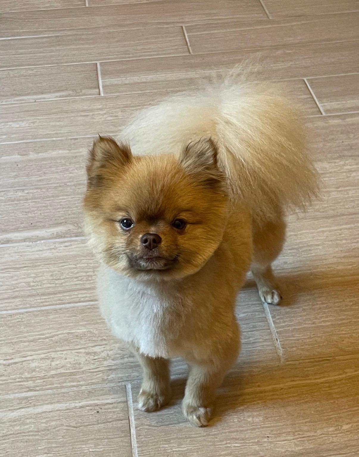 Chewie, ADOPTABLE, Adult Male Pomeranian.