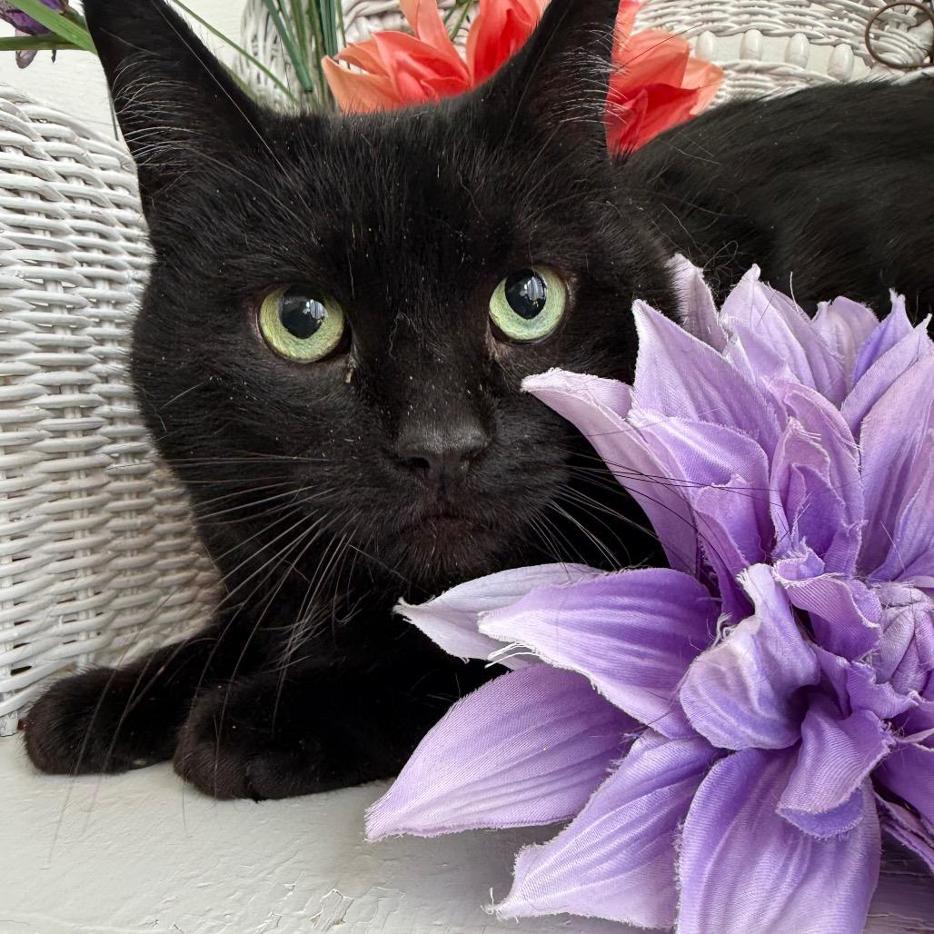 Enlarge East Wind 55982, a Adoptable Domestic Short Hair in Lansing, MI image 2/6