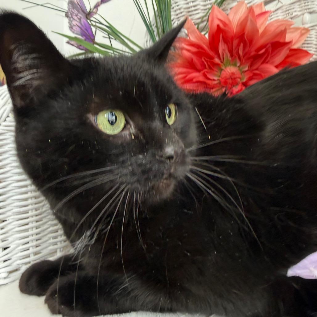 Enlarge East Wind 55982, a Adoptable Domestic Short Hair in Lansing, MI image 3/6