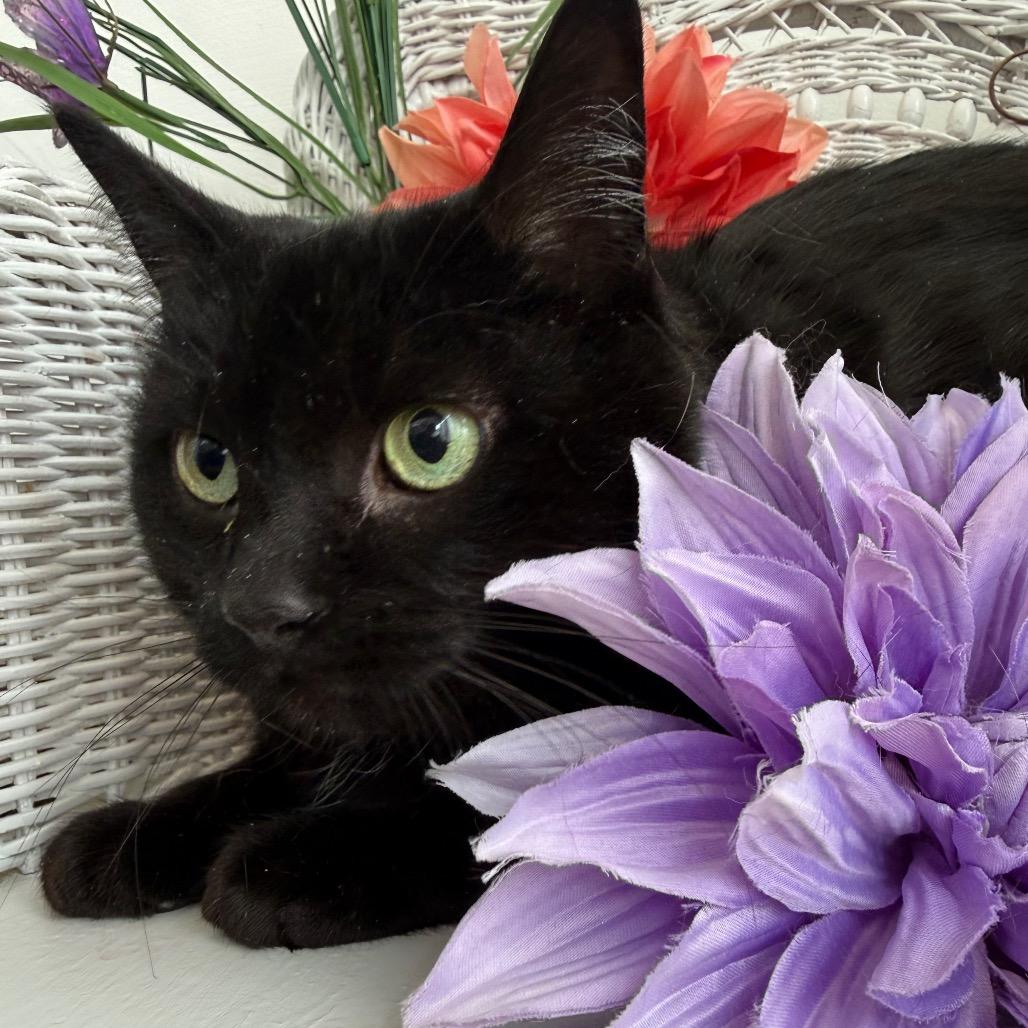 Enlarge East Wind 55982, a Adoptable Domestic Short Hair in Lansing, MI image 4/6