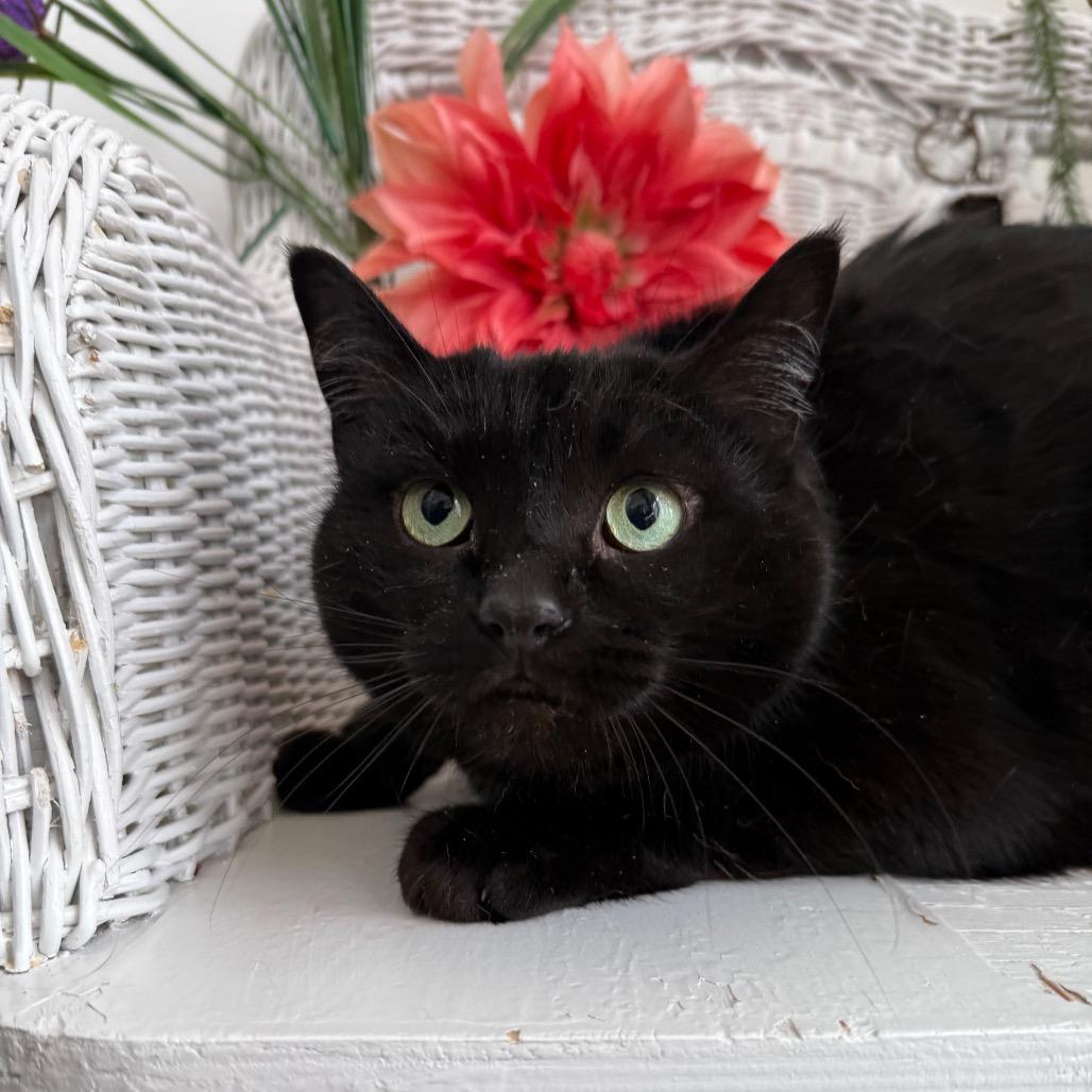 Enlarge East Wind 55982, a Adoptable Domestic Short Hair in Lansing, MI image 5/6