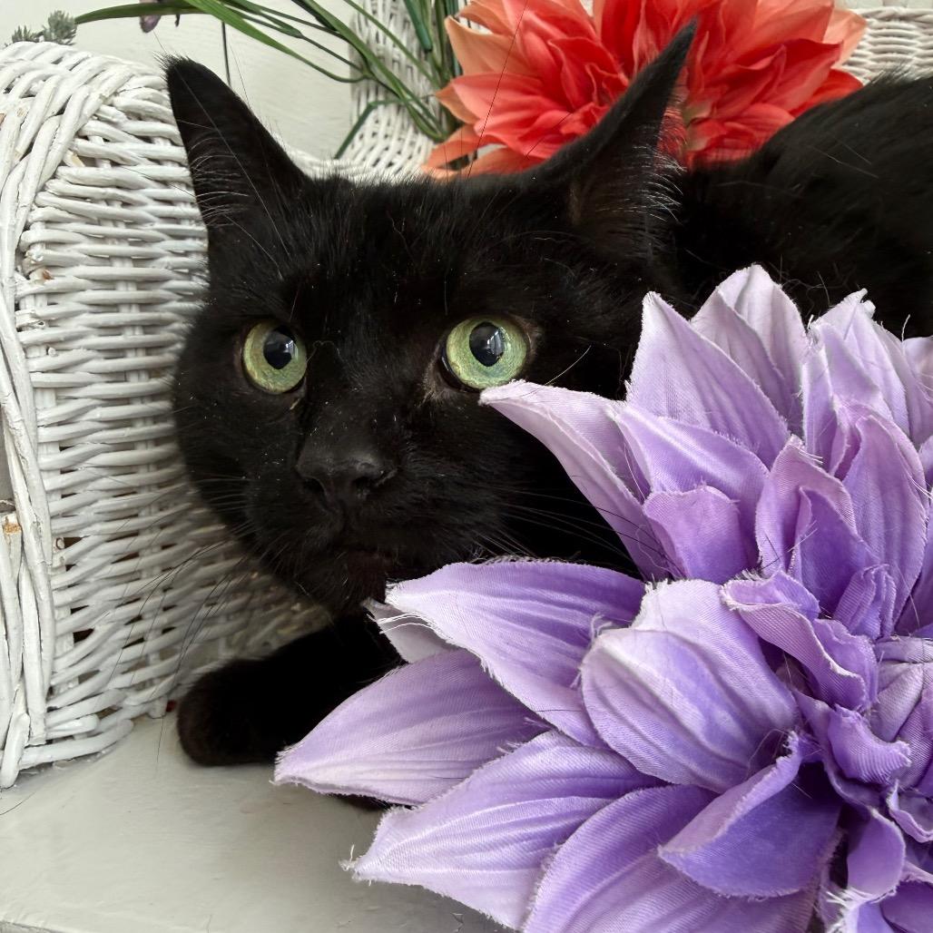 Enlarge East Wind 55982, a Adoptable Domestic Short Hair in Lansing, MI image 6/6