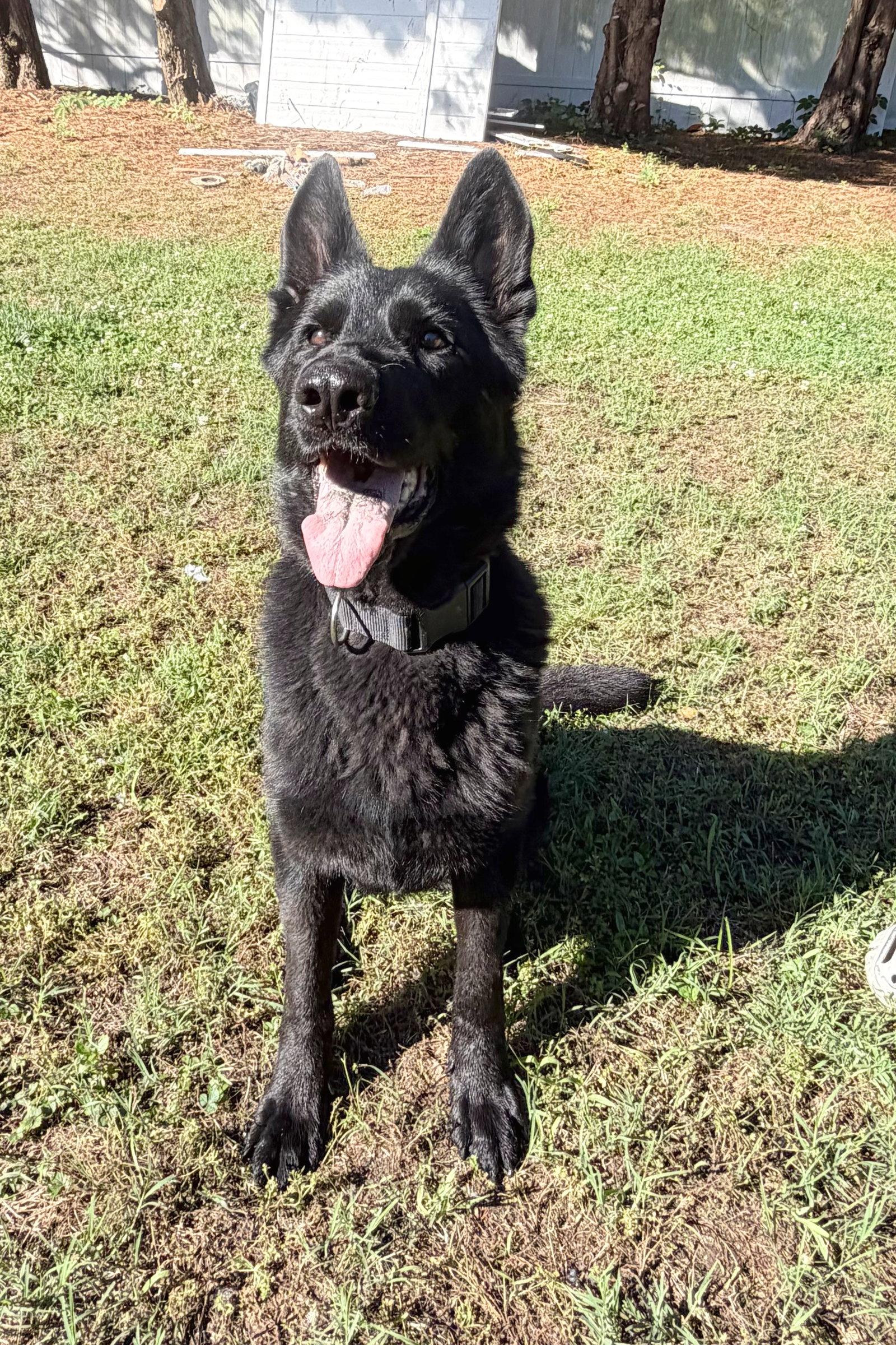Enlarge Hera 7314, a Adoptable German Shepherd Dog in Centreville, VA image 1/3