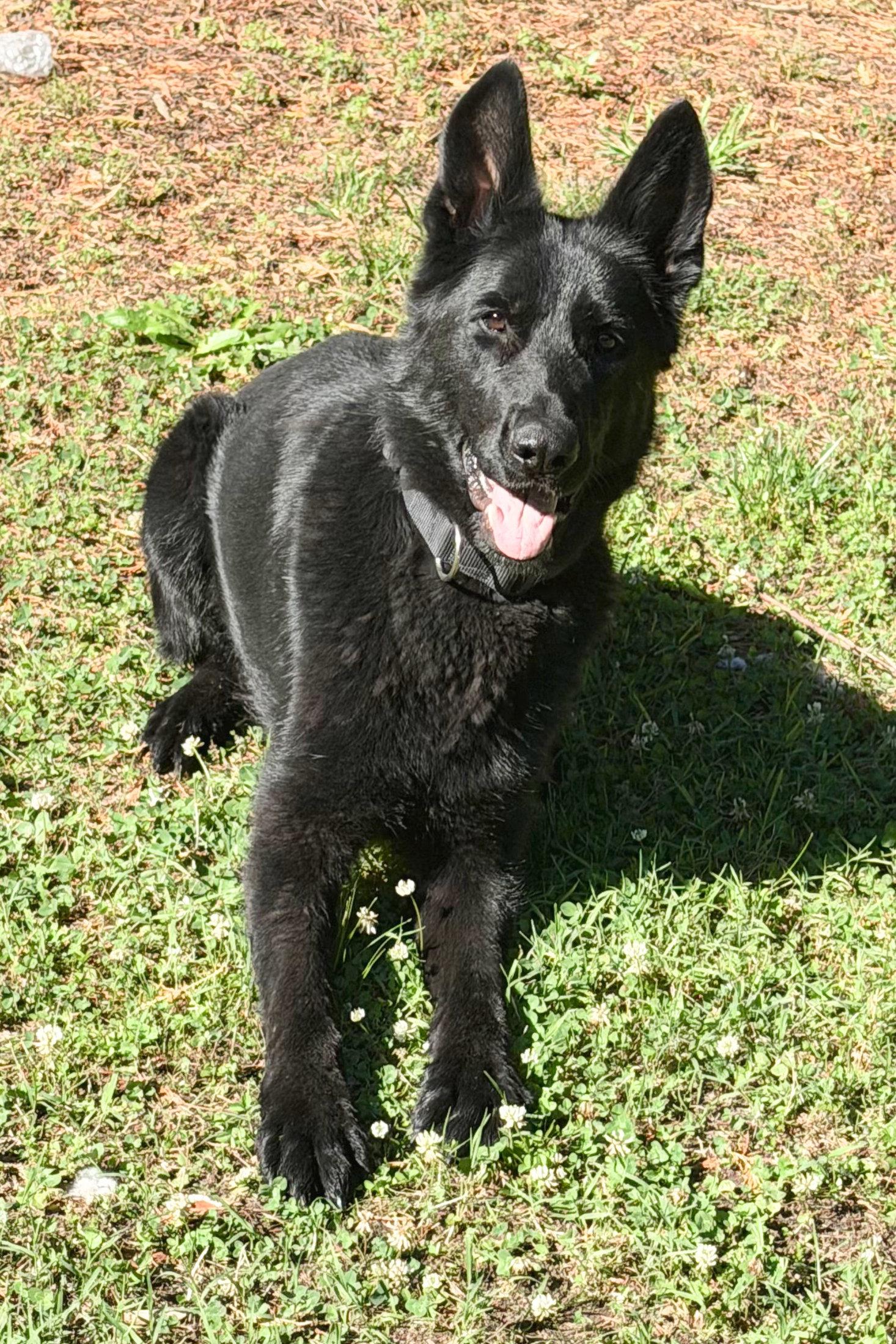 Enlarge Hera 7314, a Adoptable German Shepherd Dog in Centreville, VA image 2/3
