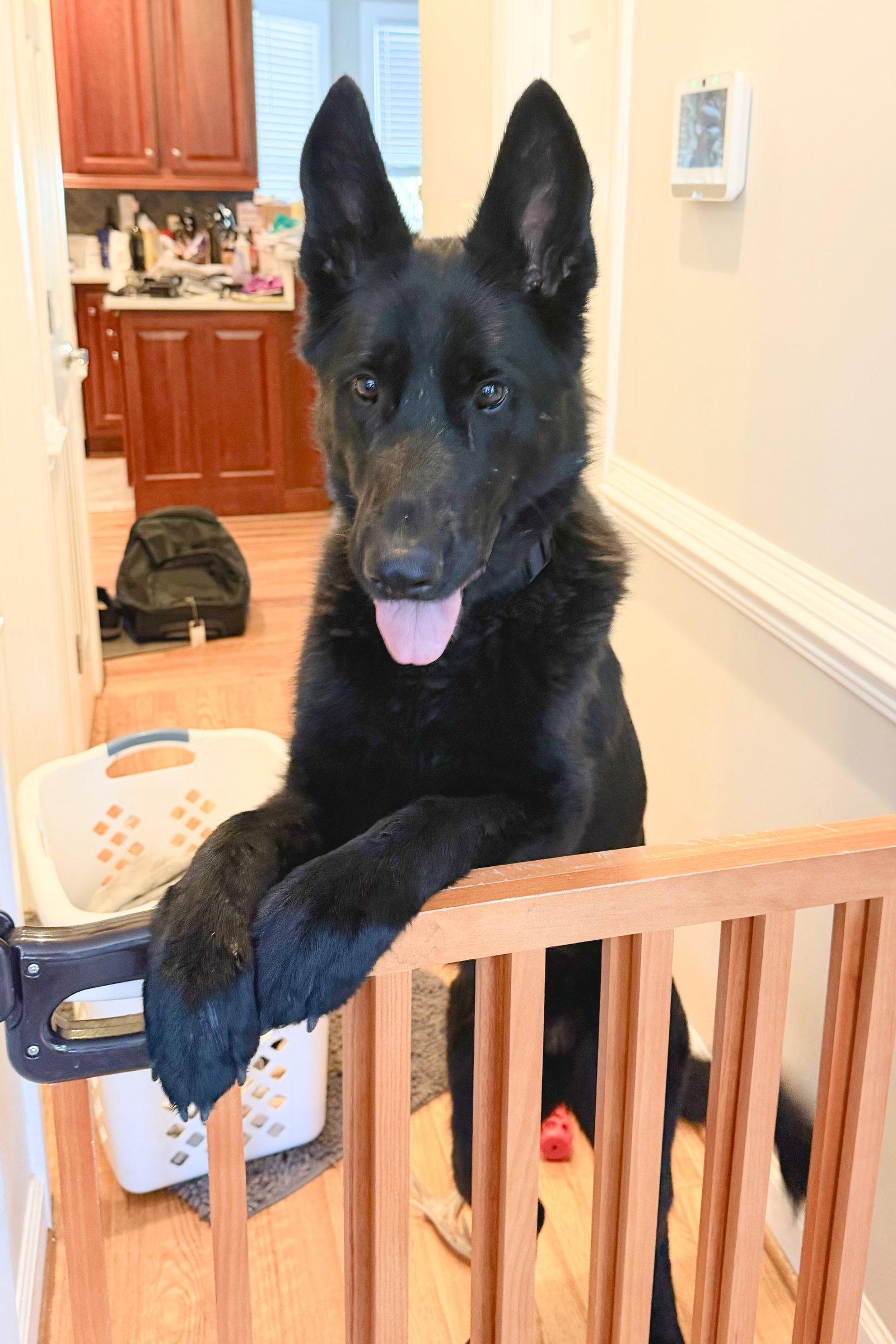 Enlarge Hera 7314, a Adoptable German Shepherd Dog in Centreville, VA image 3/3