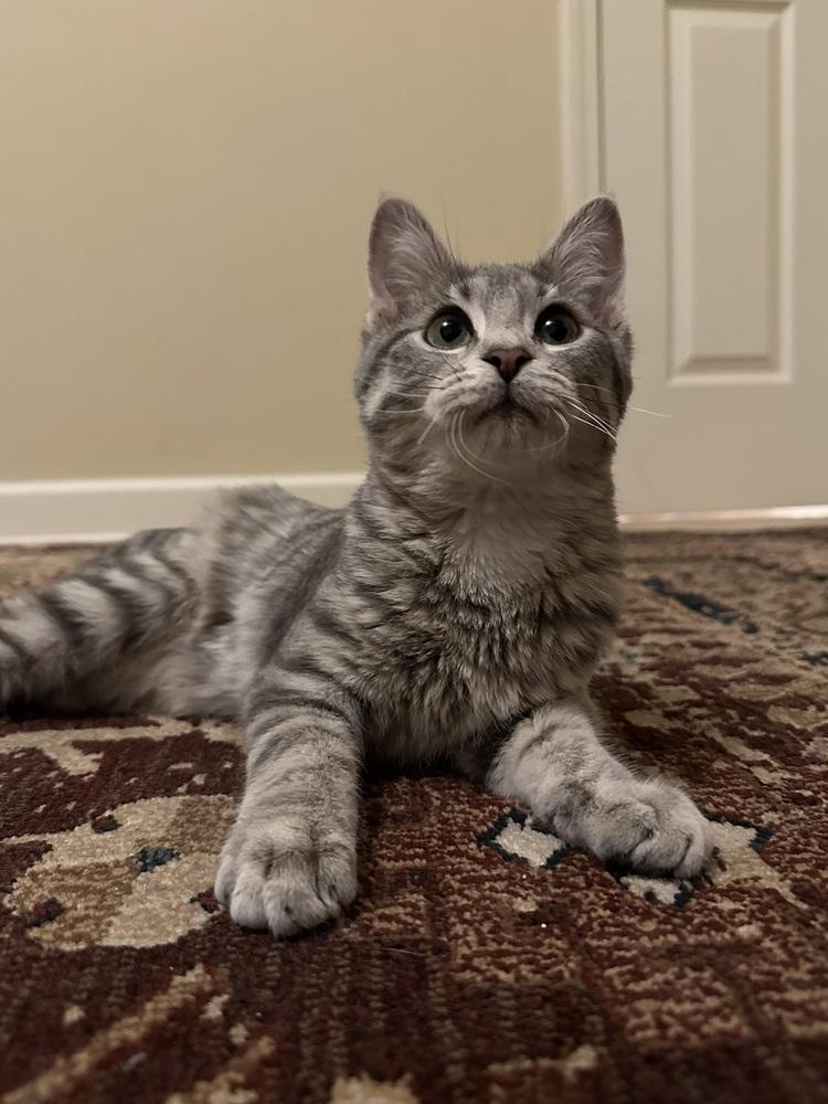 Dewey (Bonded with Daisy), Adoptable, Young Male Domestic Short Hair.