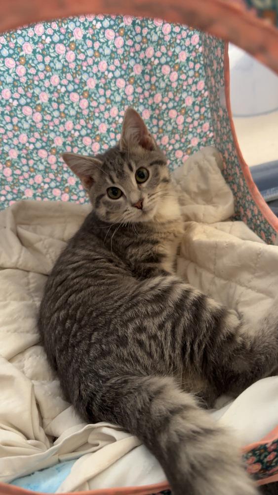 Enlarge Dewey (Bonded with Daisy), a Adoptable mixed breed in Wheaton, IL image 2/6
