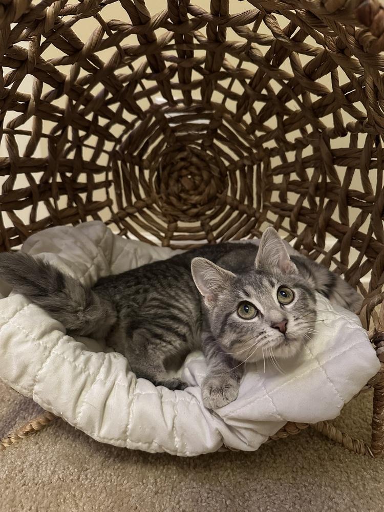 Enlarge Dewey (Bonded with Daisy), a Adoptable mixed breed in Wheaton, IL image 3/6