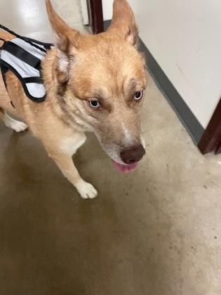 Koda Blue, Adoptable, Young Female Siberian Husky & Mixed Breed.