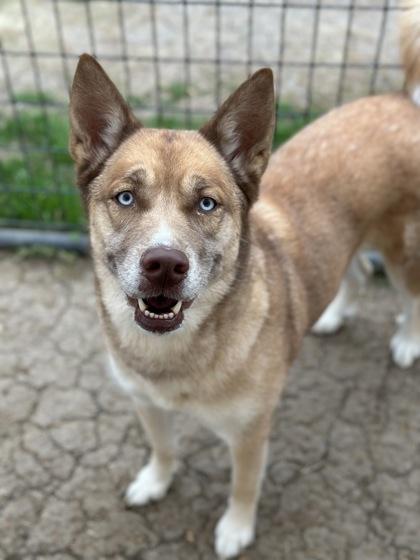 Enlarge Koda Blue, a Adoptable mixed breed in Irving, TX image 2/3