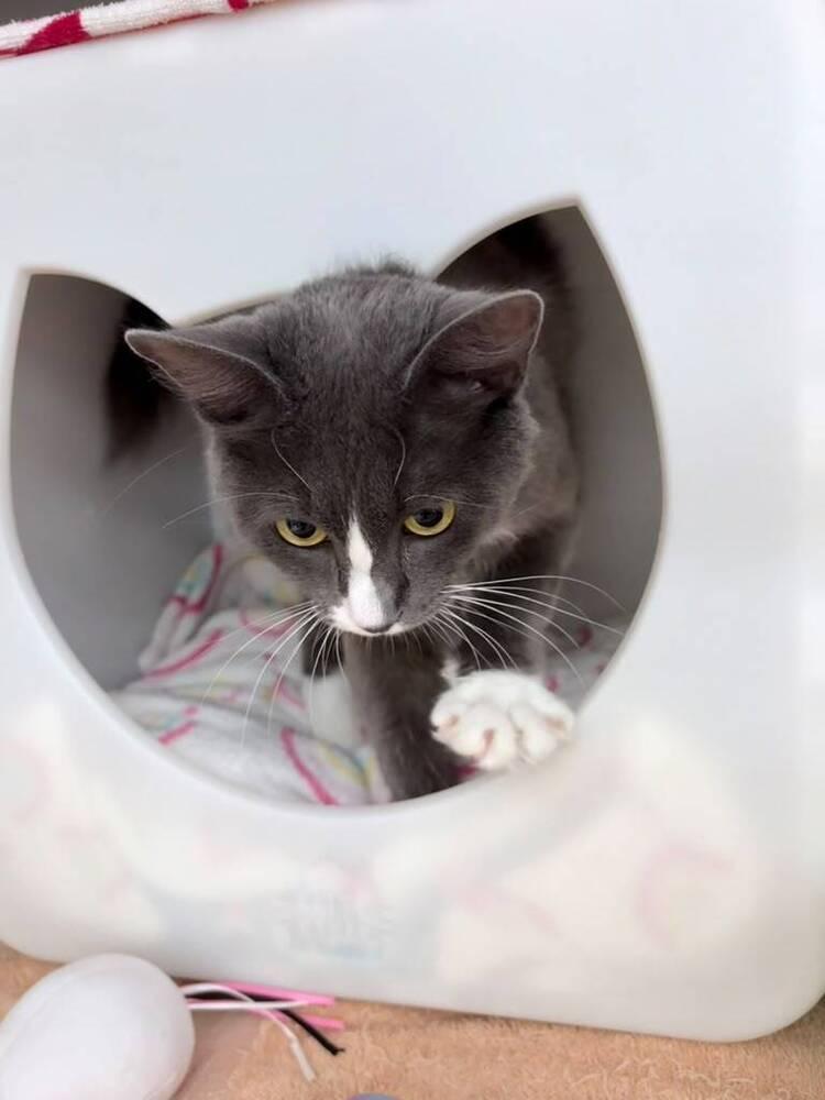Lindsey, Adoptable, Young Female Domestic Short Hair.
