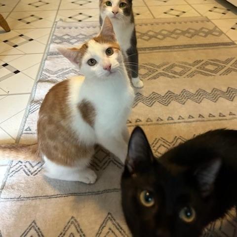 Whitney with Summer, Freddie — thumbnail 2