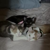 Whitney with Summer, Freddie — thumbnail 4