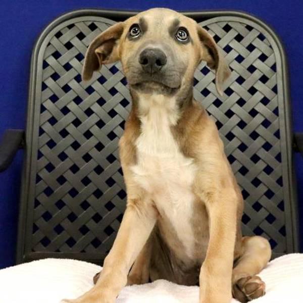 Enlarge Limestone, a Adoptable mixed breed in Midland, TX image 1/1
