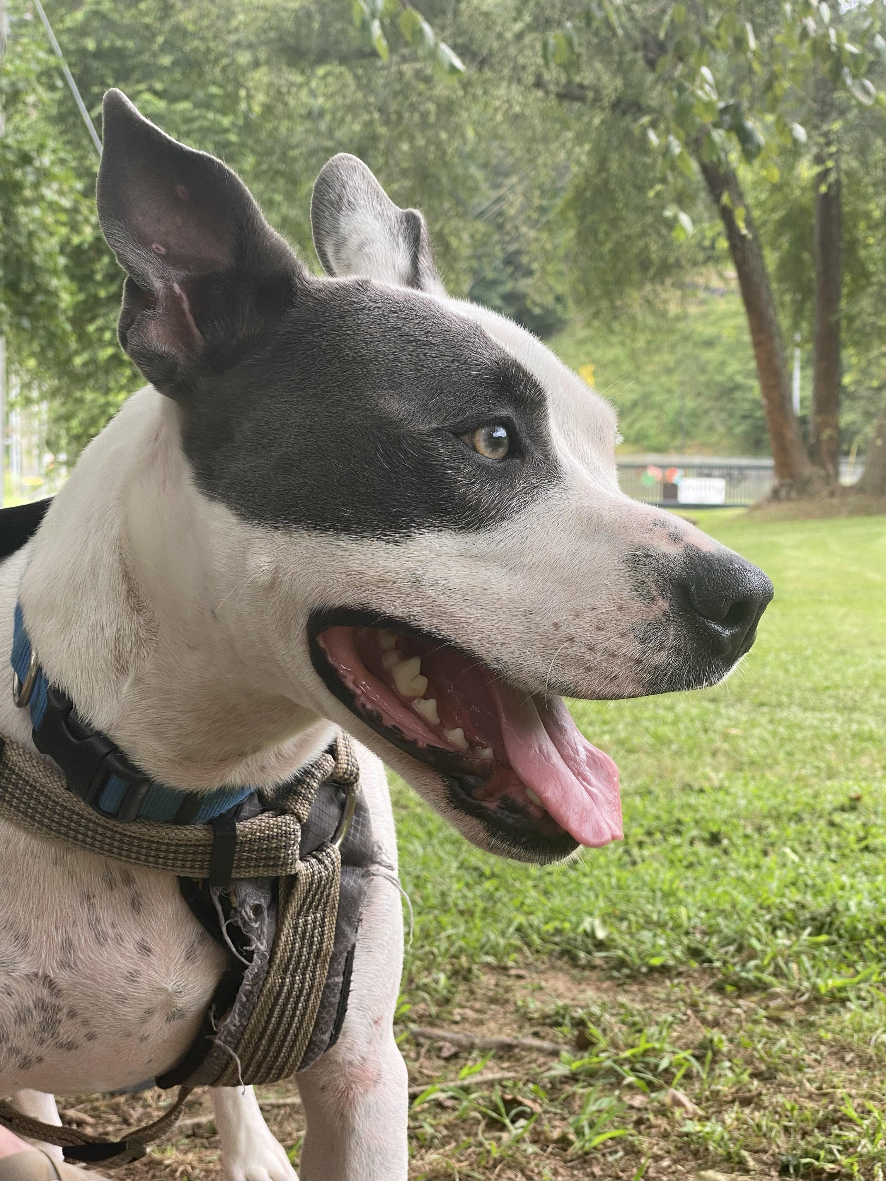 Enlarge Rowdy, a Adoptable mixed breed in Dawsonville, GA image 4/6