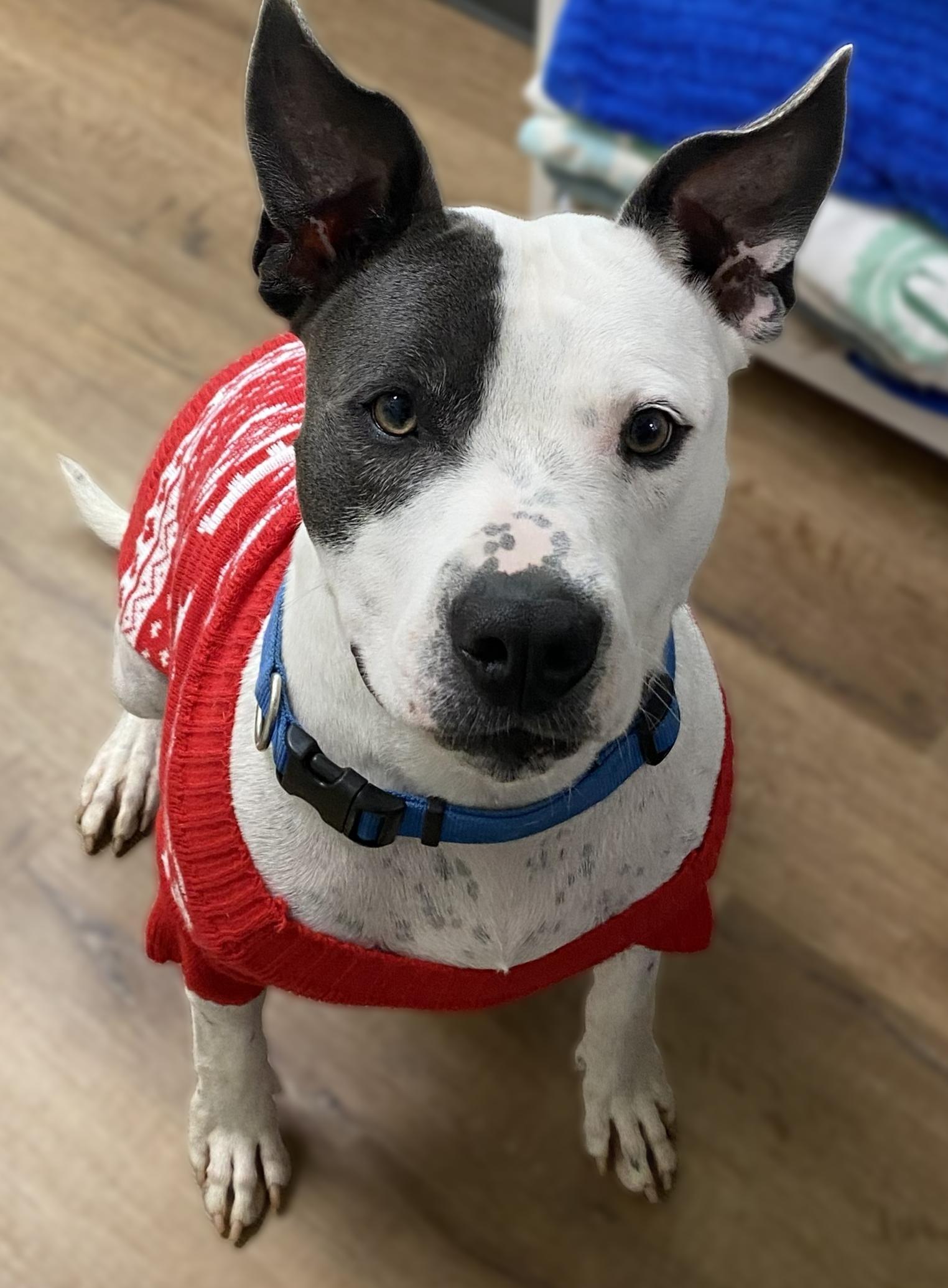 Enlarge Rowdy, a Adoptable mixed breed in Dawsonville, GA image 3/6