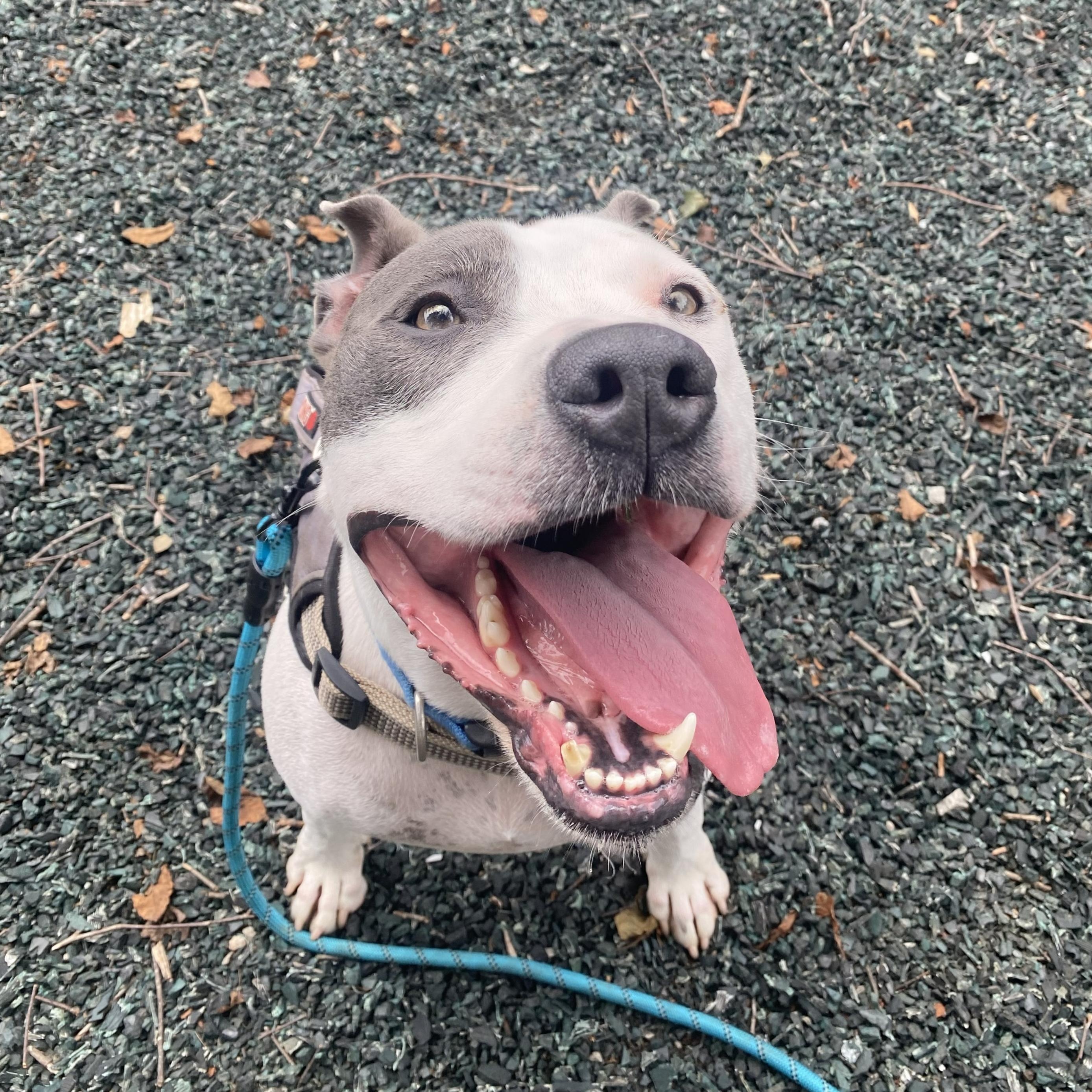 Enlarge Rowdy, a Adoptable mixed breed in Dawsonville, GA image 1/6