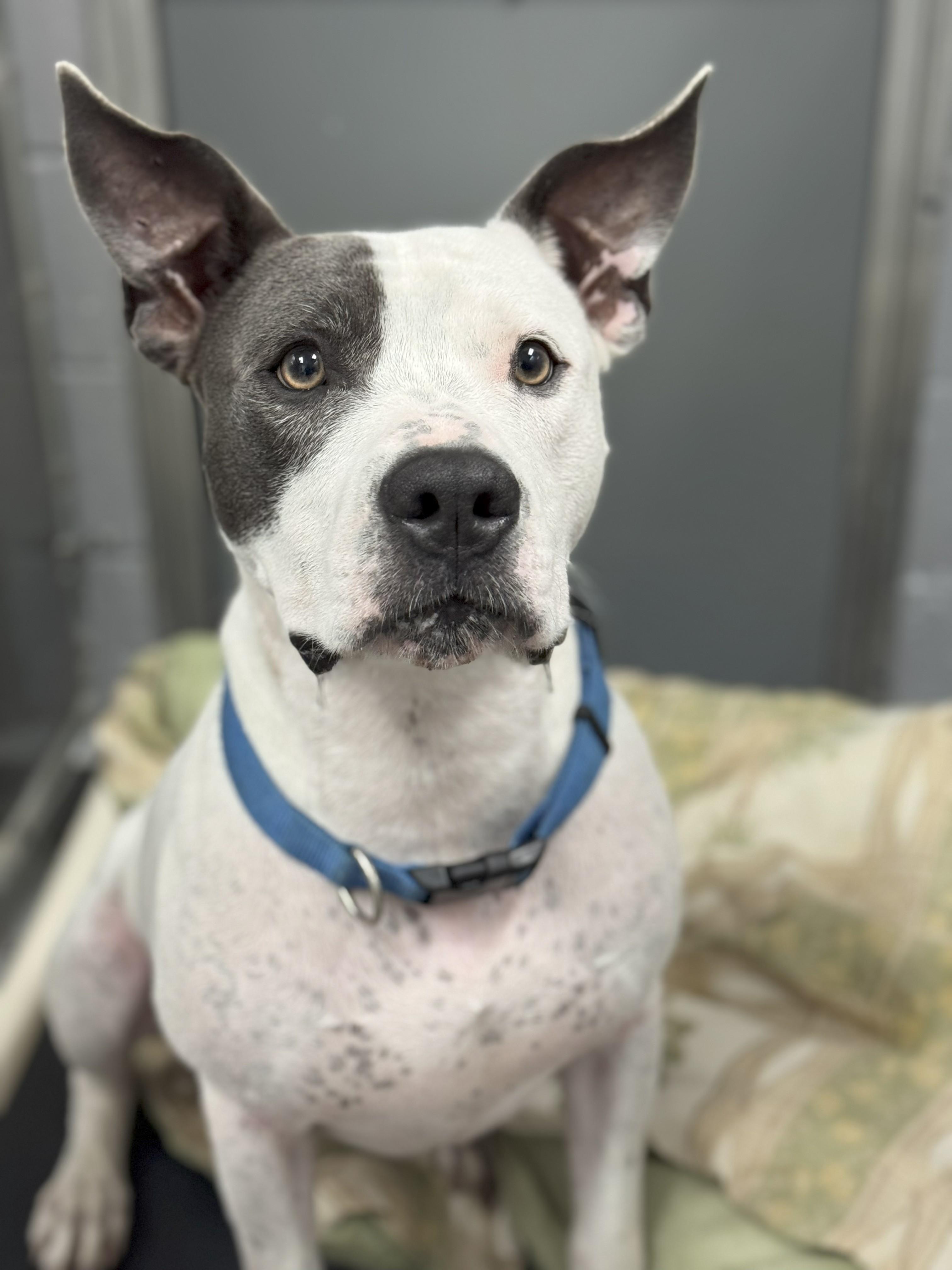 Enlarge Rowdy, a Adoptable mixed breed in Dawsonville, GA image 5/6