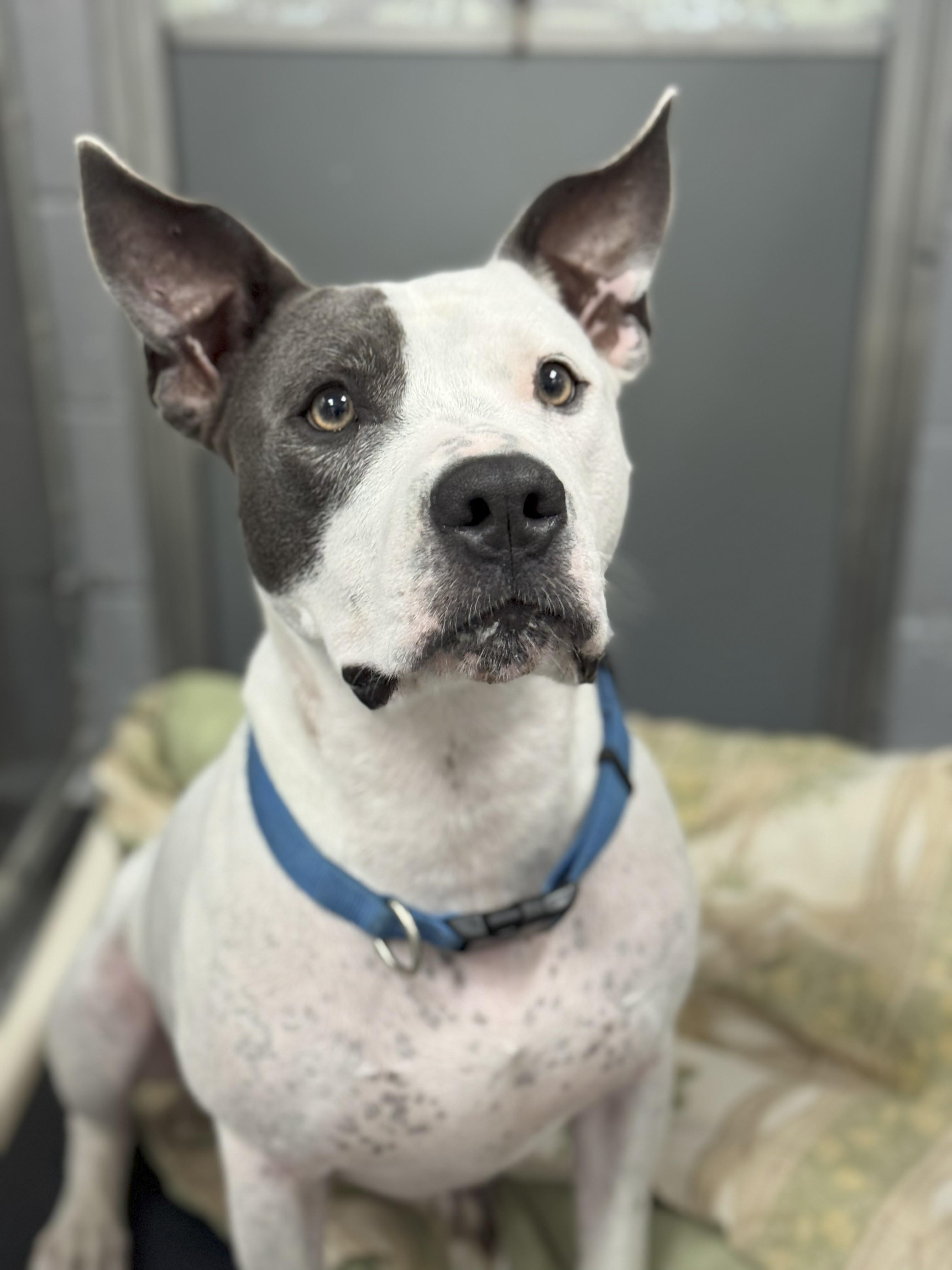 Enlarge Rowdy, a Adoptable mixed breed in Dawsonville, GA image 6/6