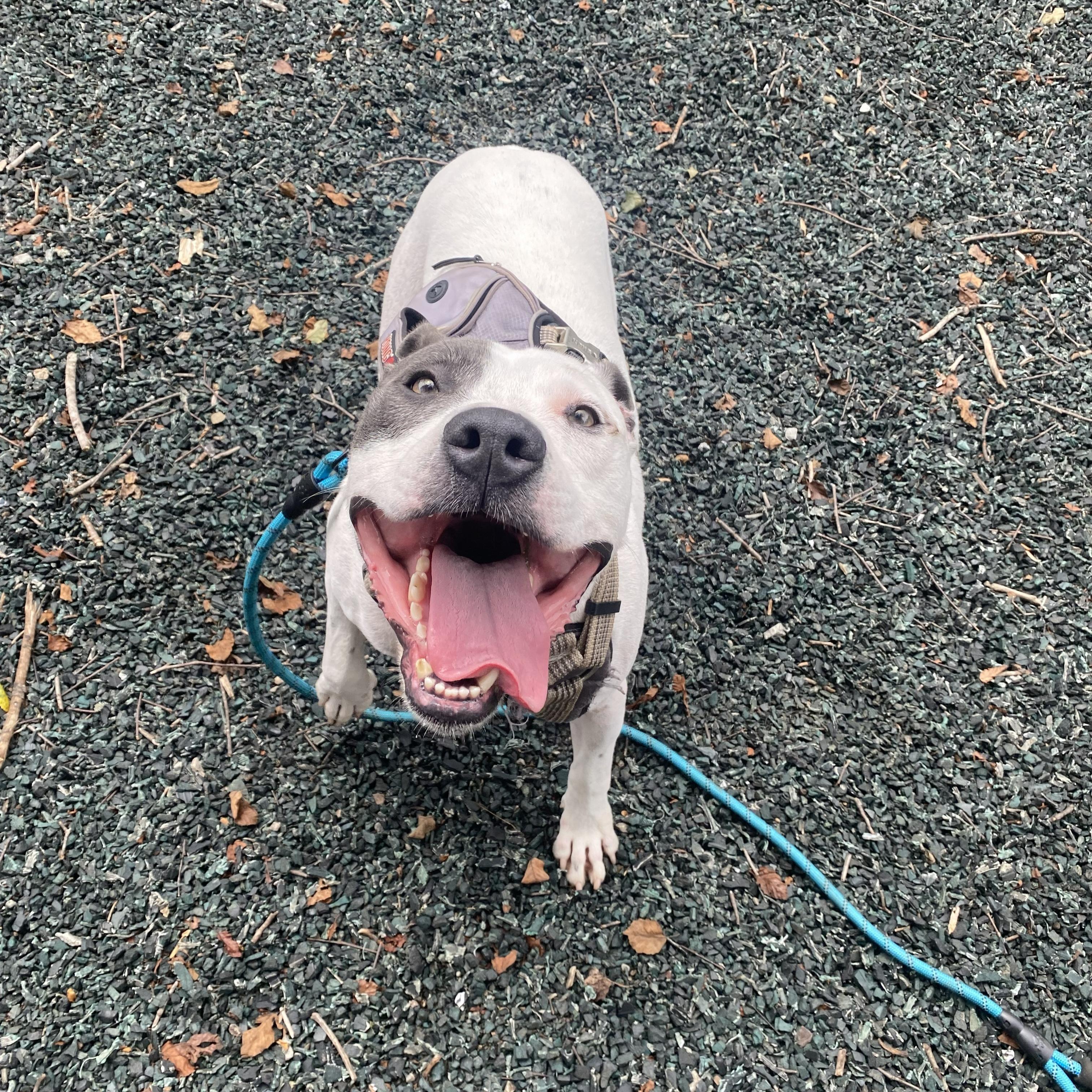 Enlarge Rowdy, a Adoptable mixed breed in Dawsonville, GA image 2/6