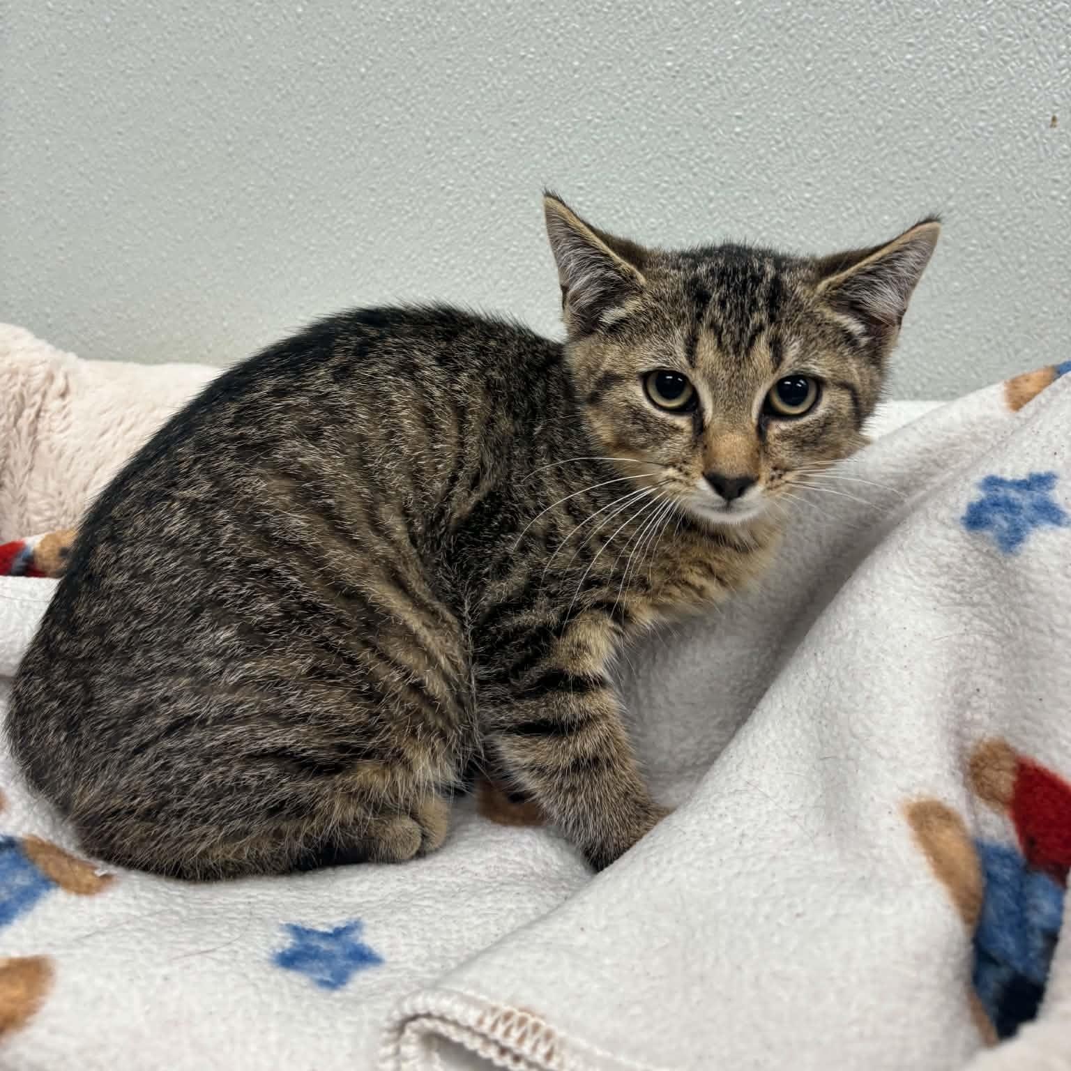Enlarge Murray, a ADOPTABLE Domestic Short Hair in Fall River, MA image 1/1