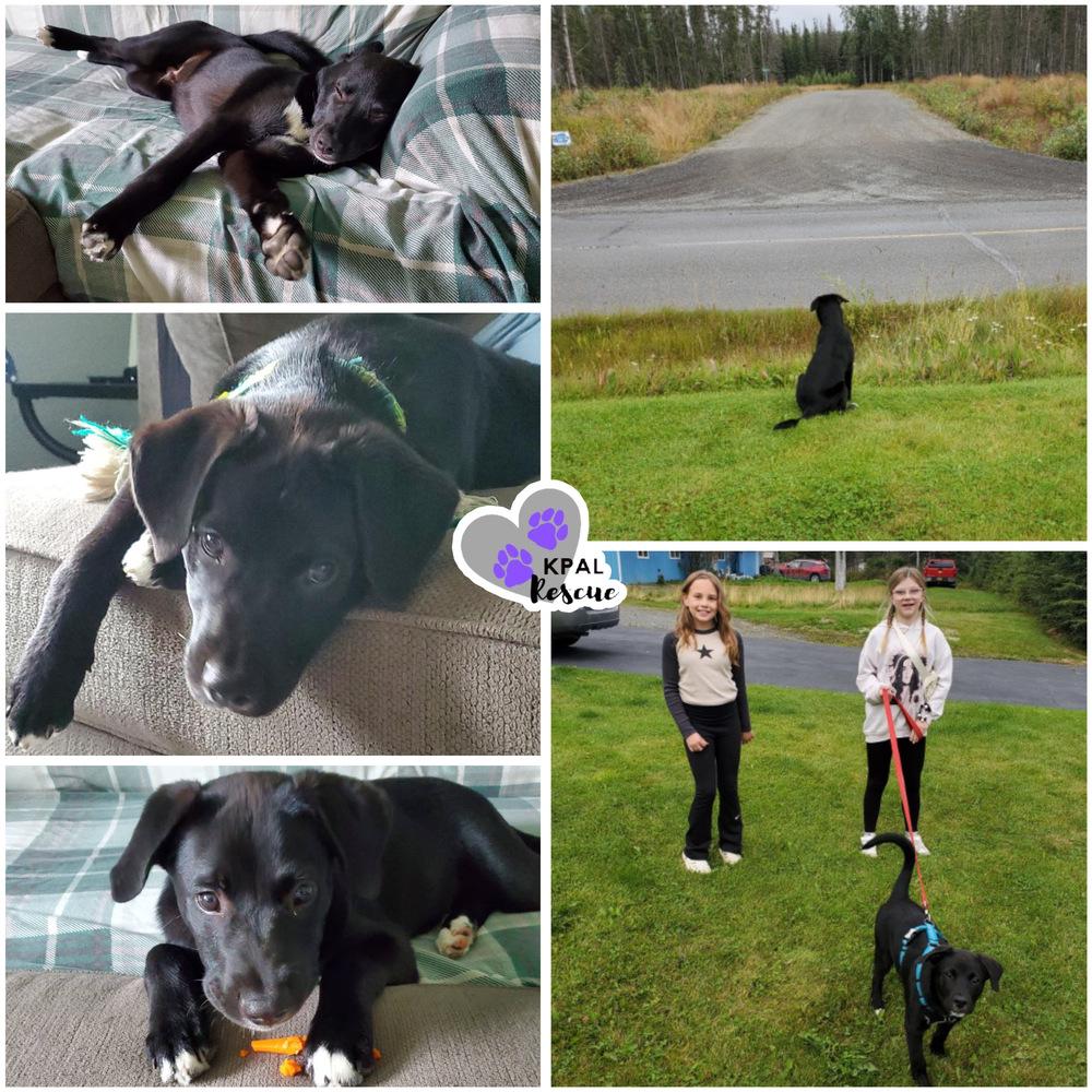 Enlarge Brazil - Nuts Litter, a Adoptable mixed breed in Kenai, AK image 2/5