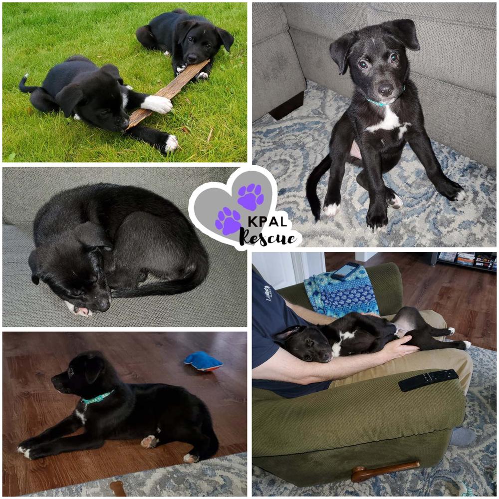 Enlarge Brazil - Nuts Litter, a Adoptable mixed breed in Kenai, AK image 3/5