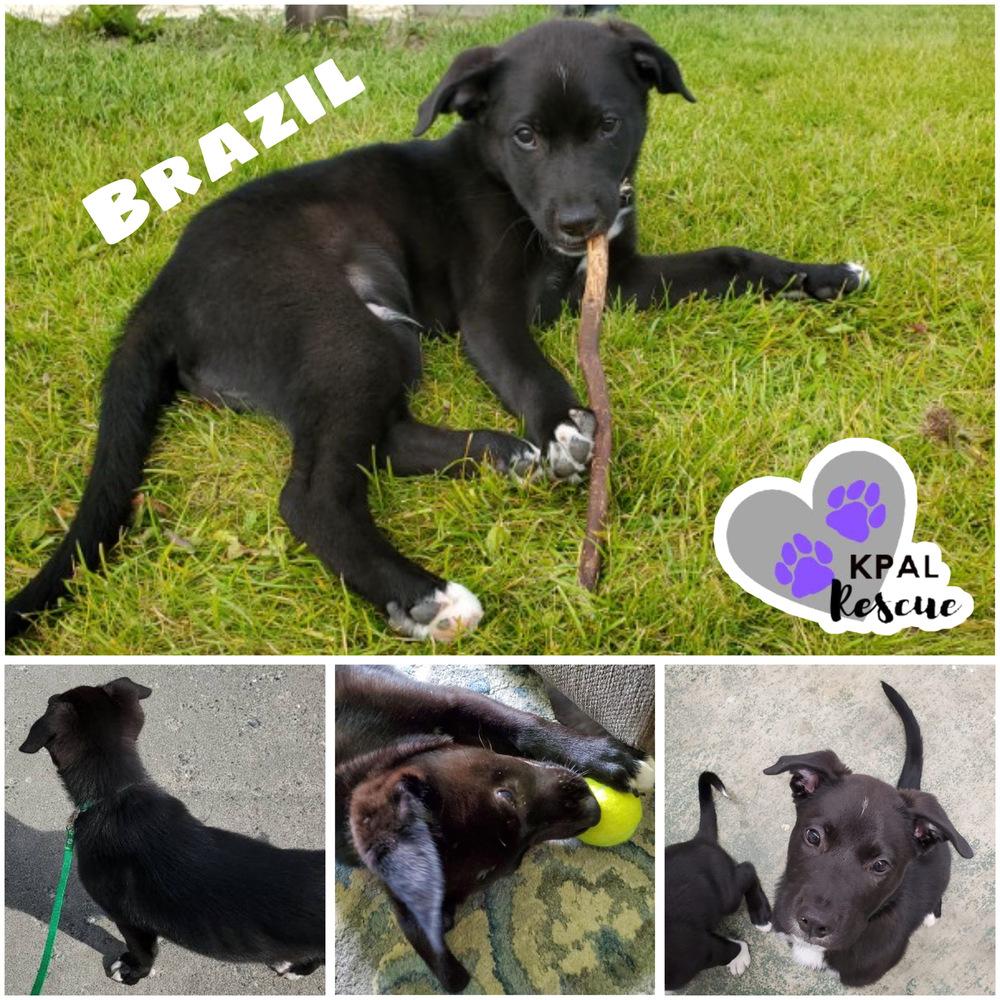 Enlarge Brazil - Nuts Litter, a Adoptable mixed breed in Kenai, AK image 4/5