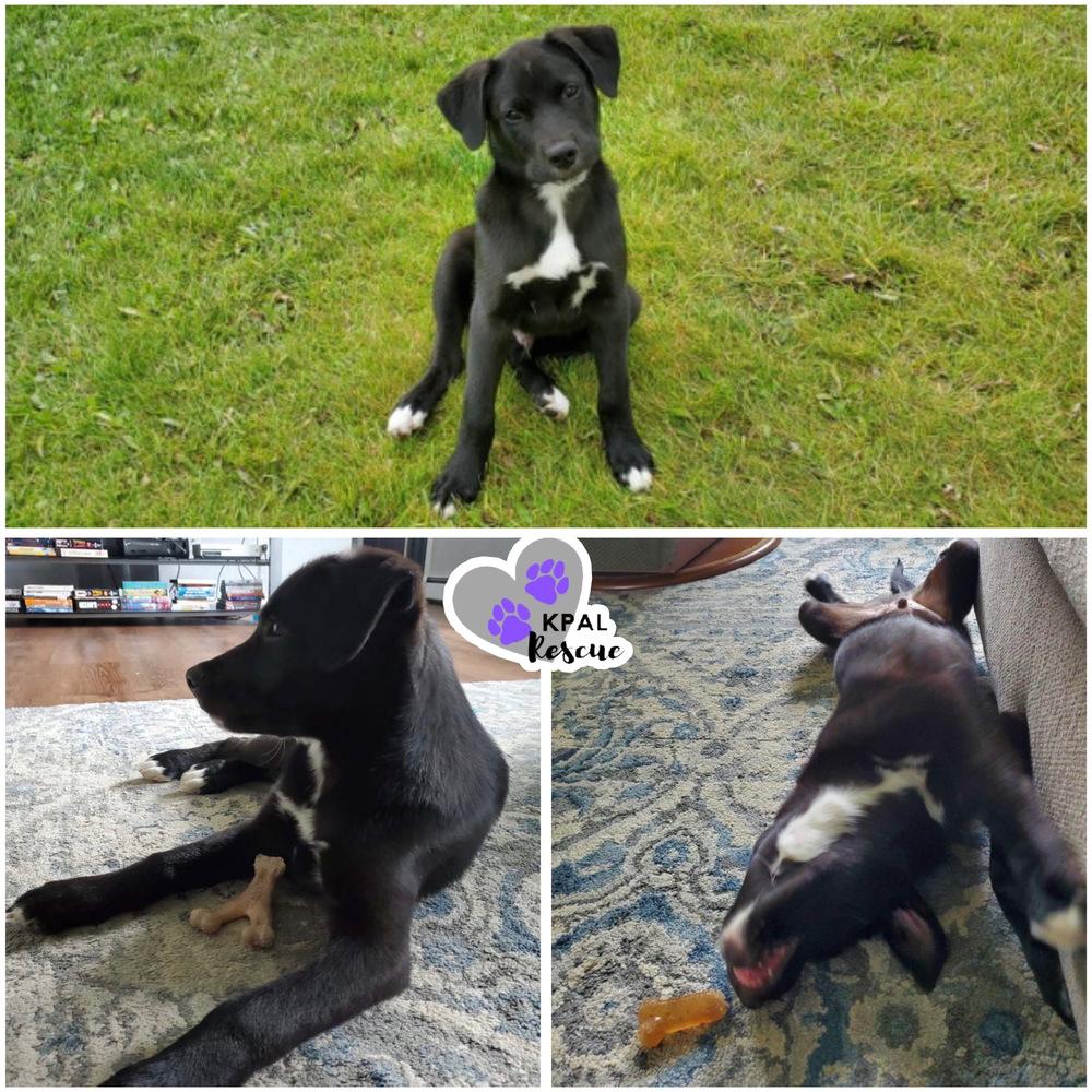 Enlarge Brazil - Nuts Litter, a Adoptable mixed breed in Kenai, AK image 5/5