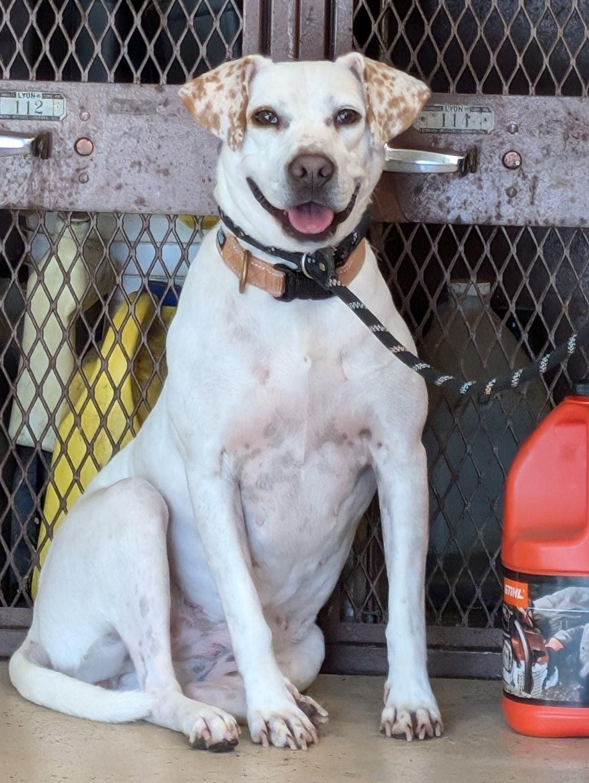 Vegas, a Adoptable Beagle in Watertown, WI image 1/7