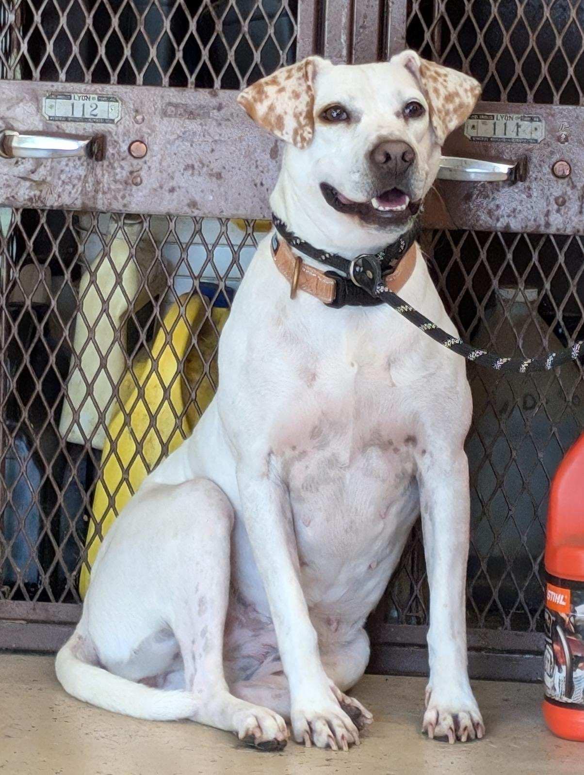 Vegas, a Adoptable Beagle in Watertown, WI image 6/7