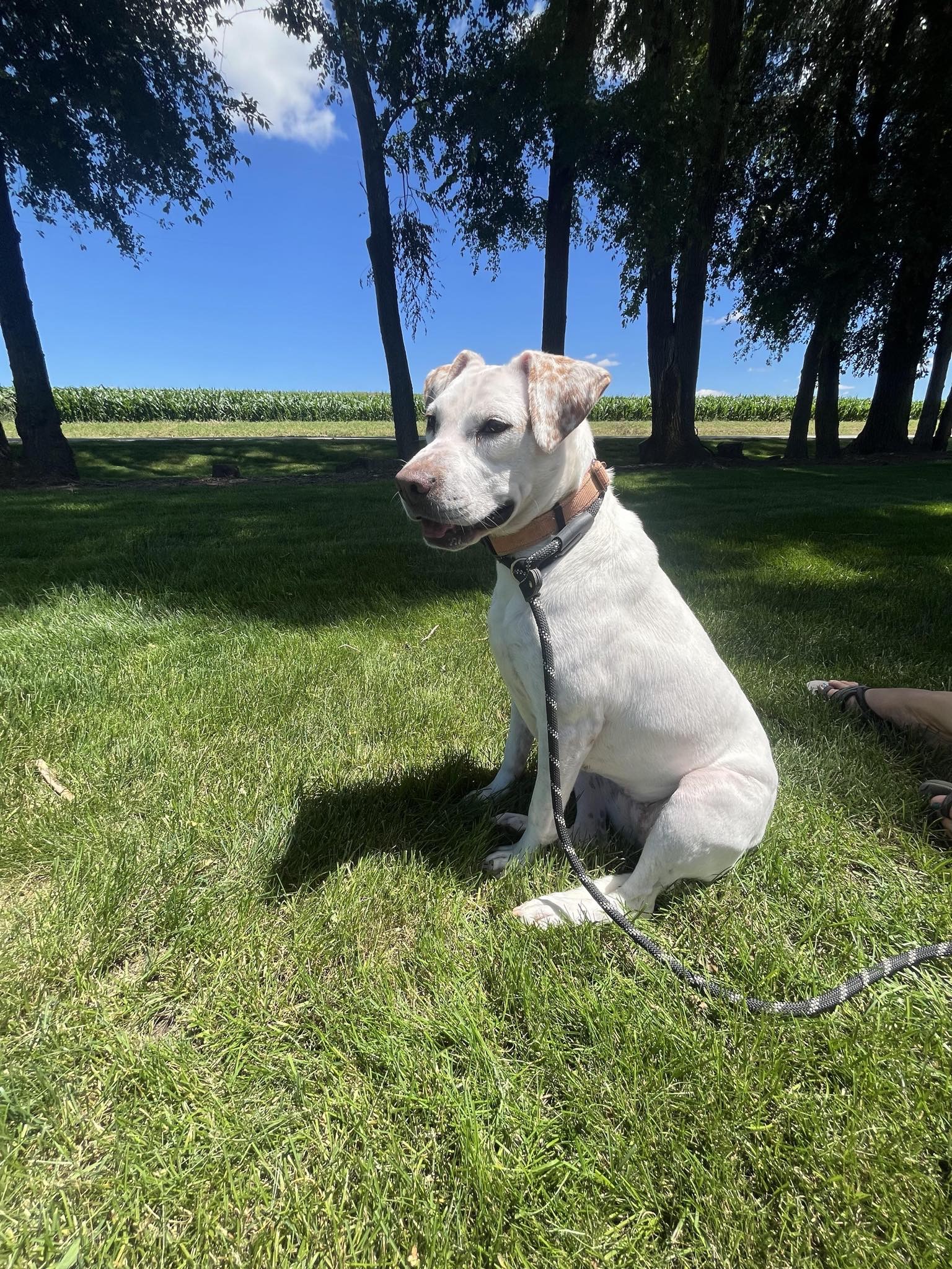 Vegas, a Adoptable Beagle in Watertown, WI image 5/7