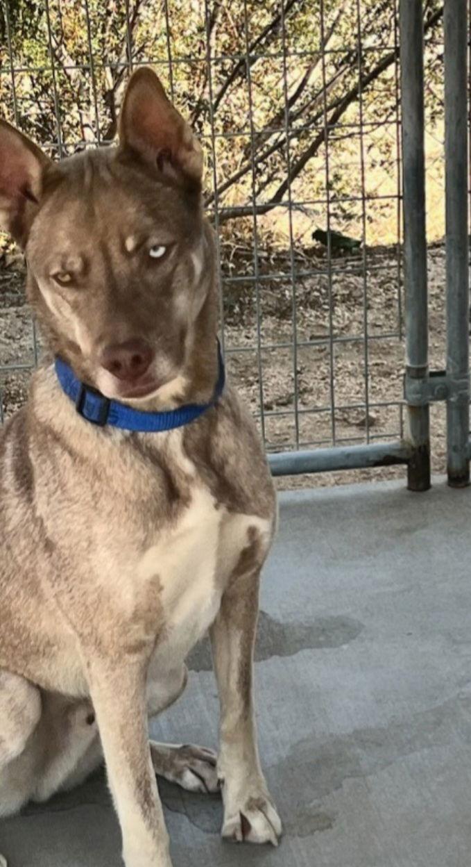 Hanna, Adoptable, Adult Female Australian Shepherd & Labrador Retriever.