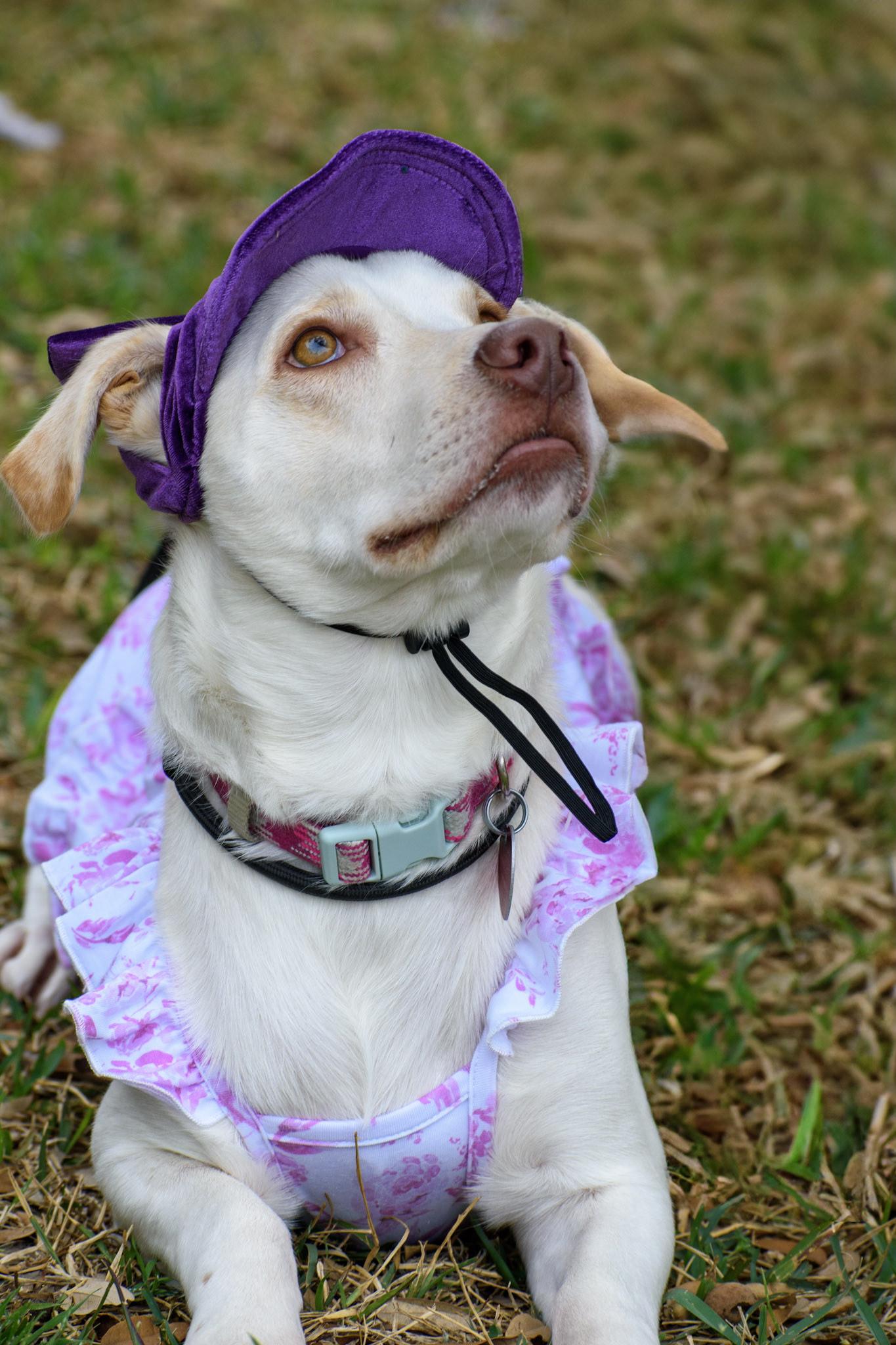 Enlarge Daisy, a Adoptable mixed breed in San Antonio, TX image 2/2