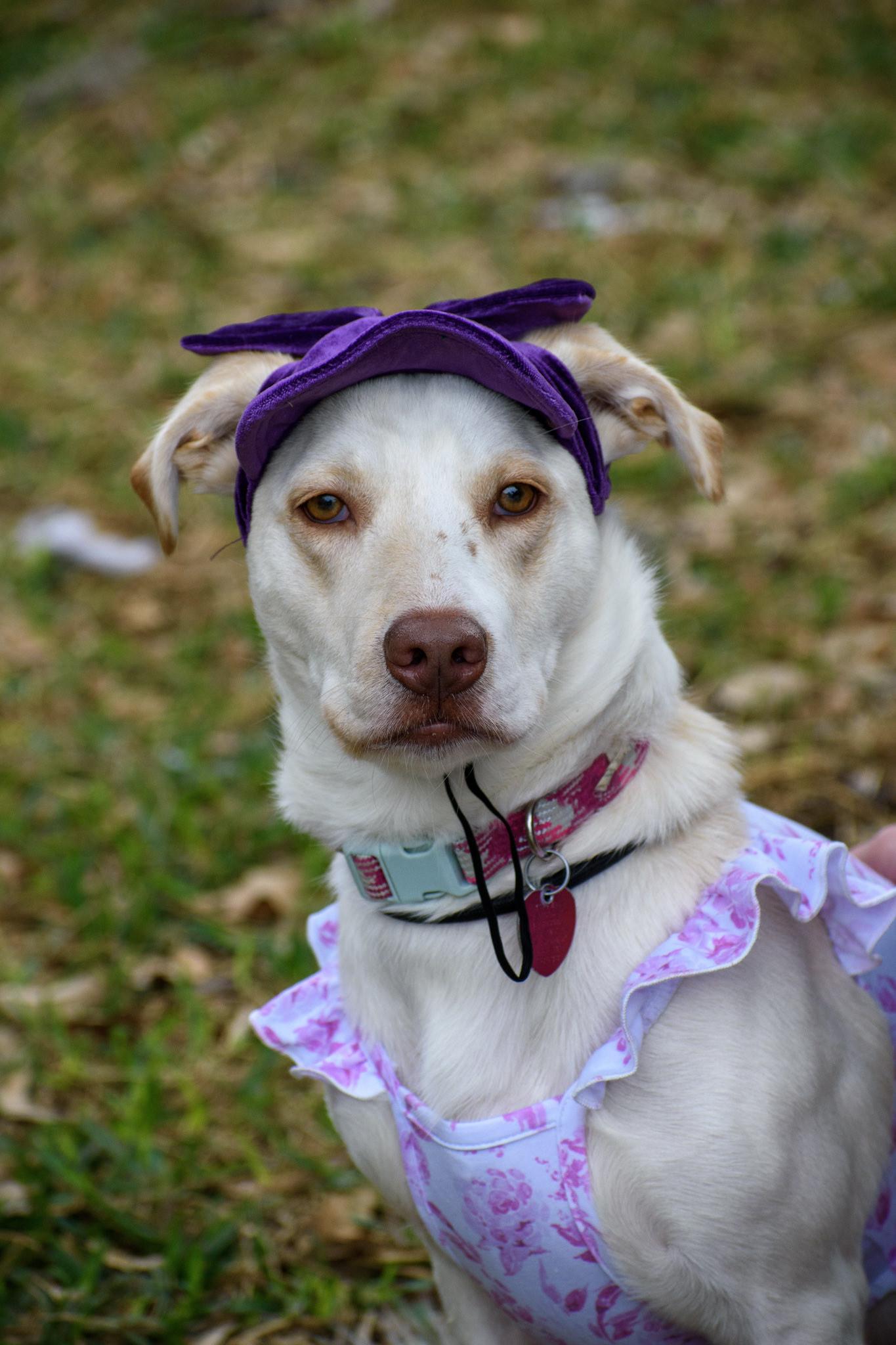 Enlarge Daisy, a Adoptable mixed breed in San Antonio, TX image 1/2