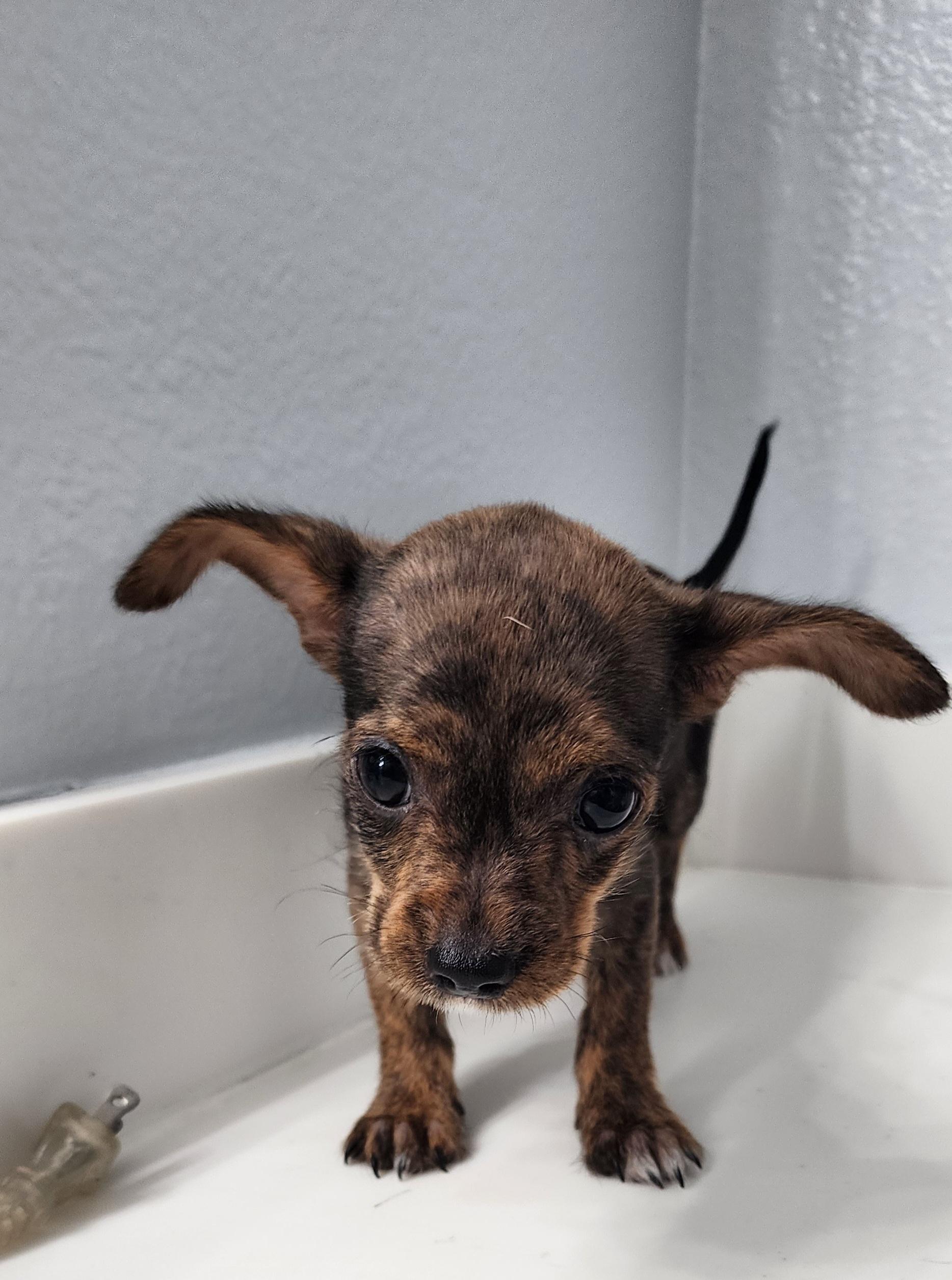 Winnie