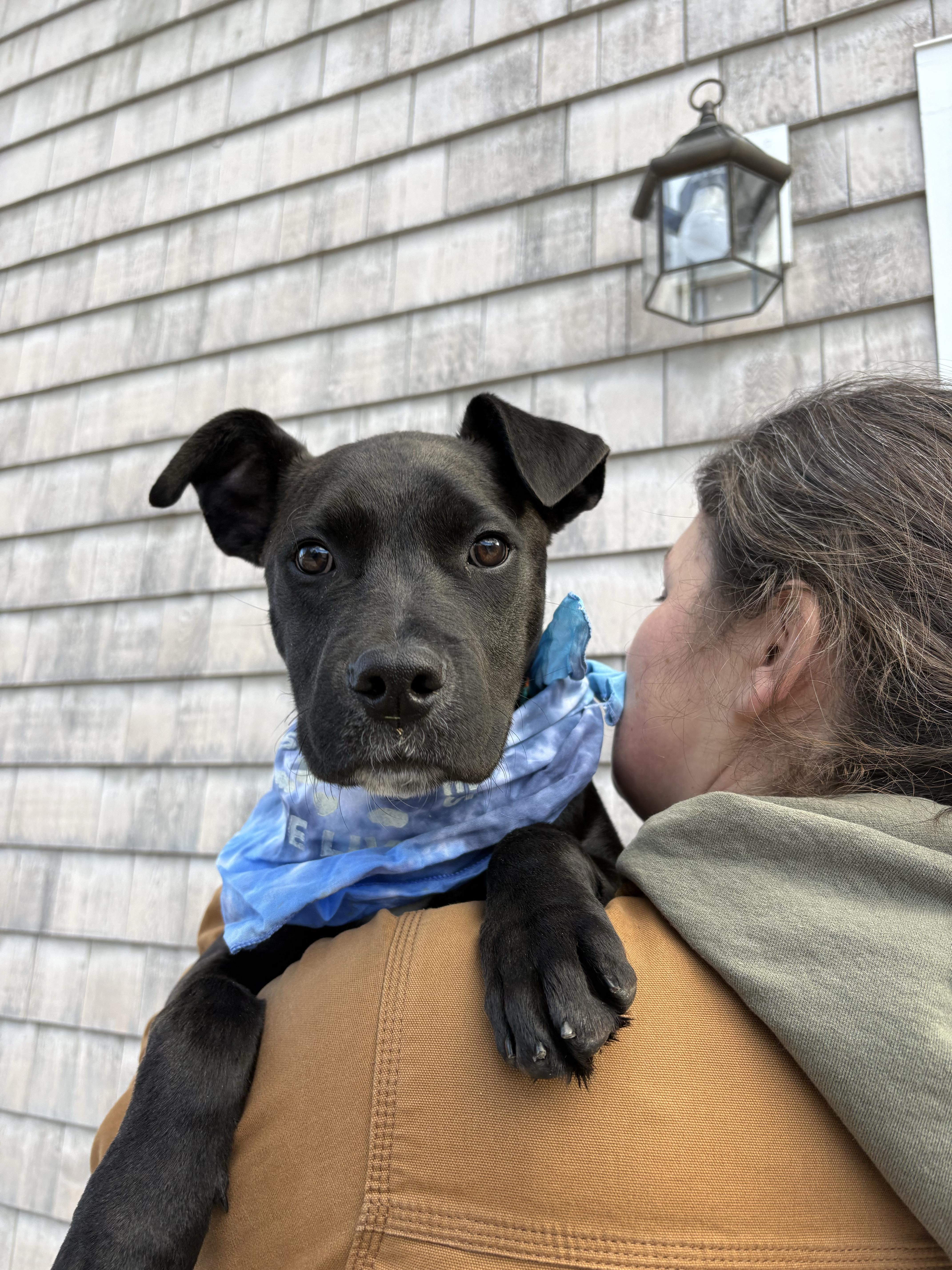 Enlarge Buzz, a ADOPTABLE mixed breed in New Boston, NH image 6/6