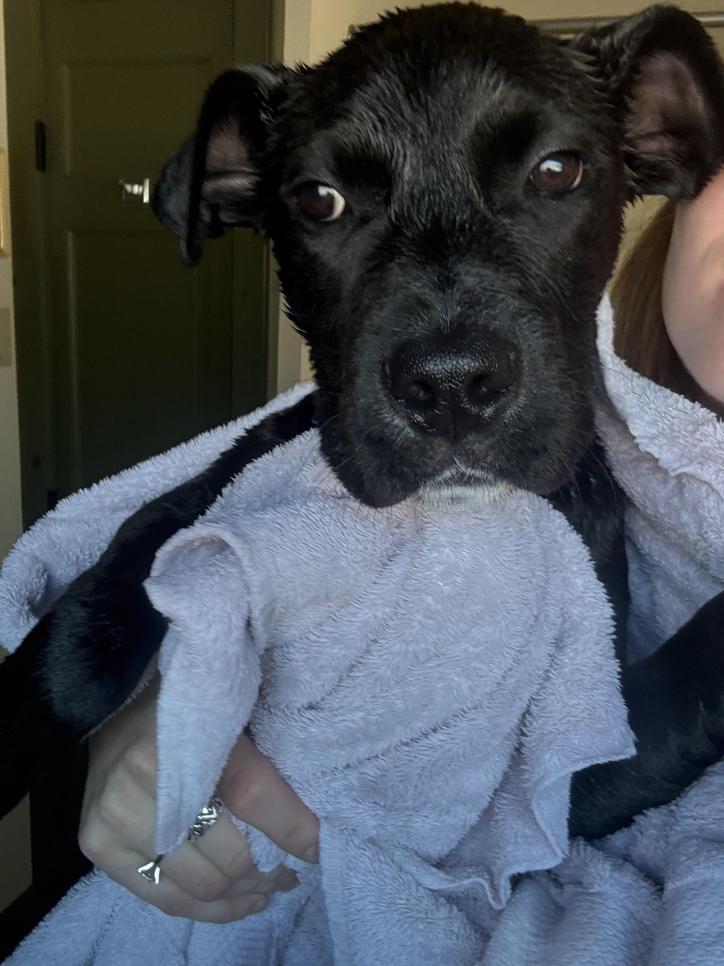 Enlarge Buzz, a ADOPTABLE mixed breed in New Boston, NH image 3/6