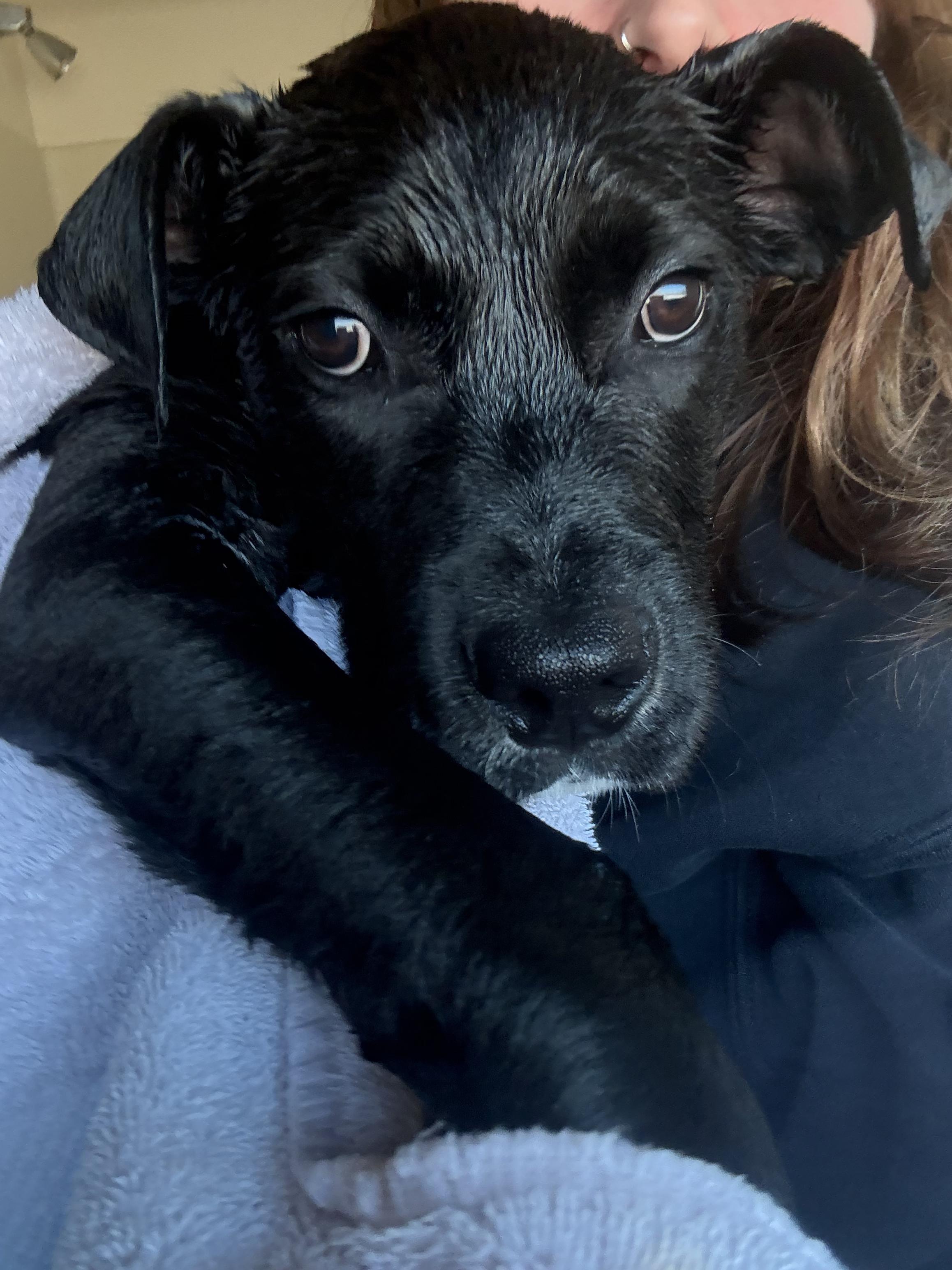 Enlarge Buzz, a ADOPTABLE mixed breed in New Boston, NH image 5/6