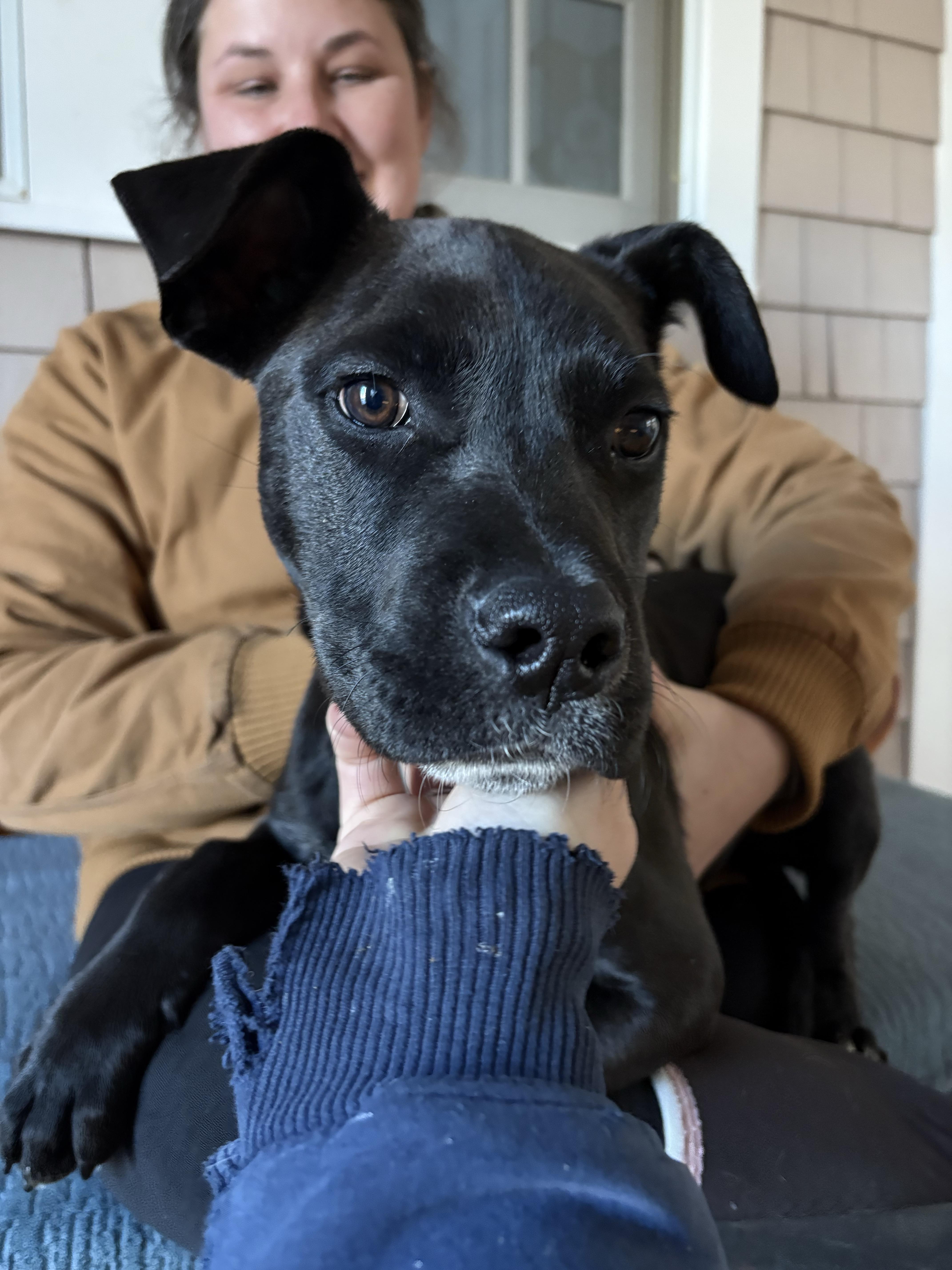 Enlarge Buzz, a ADOPTABLE mixed breed in New Boston, NH image 2/6